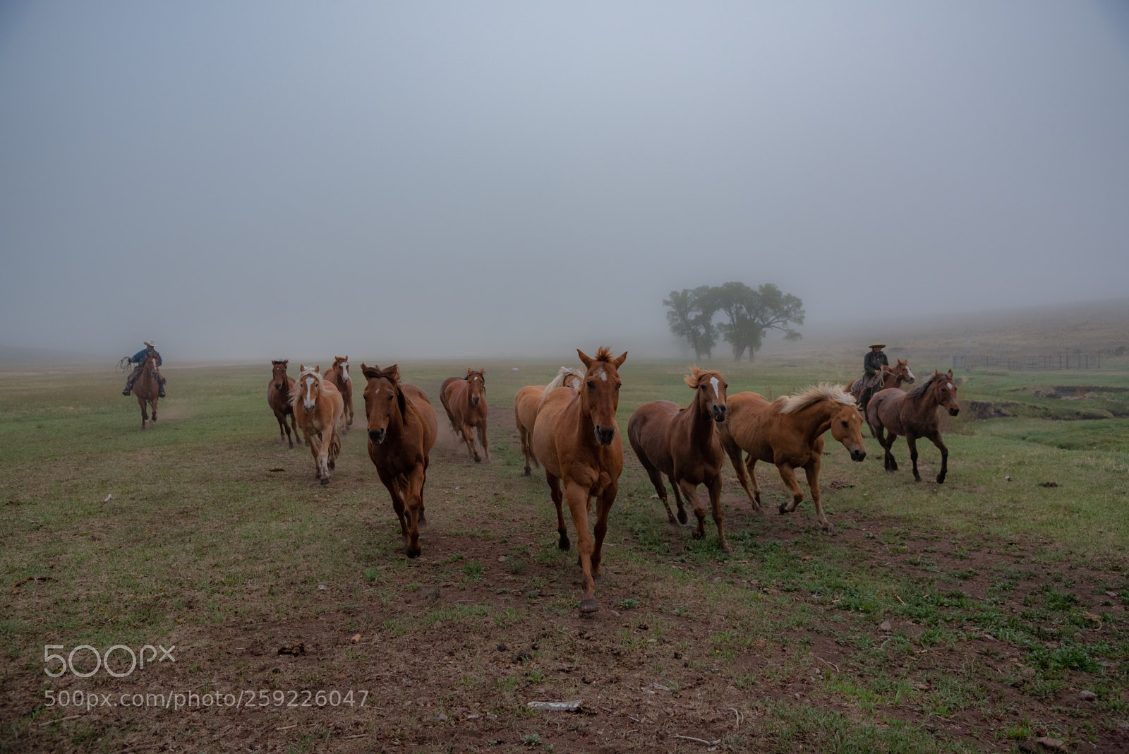 Nikon D750 sample photo. Foggy herd photography