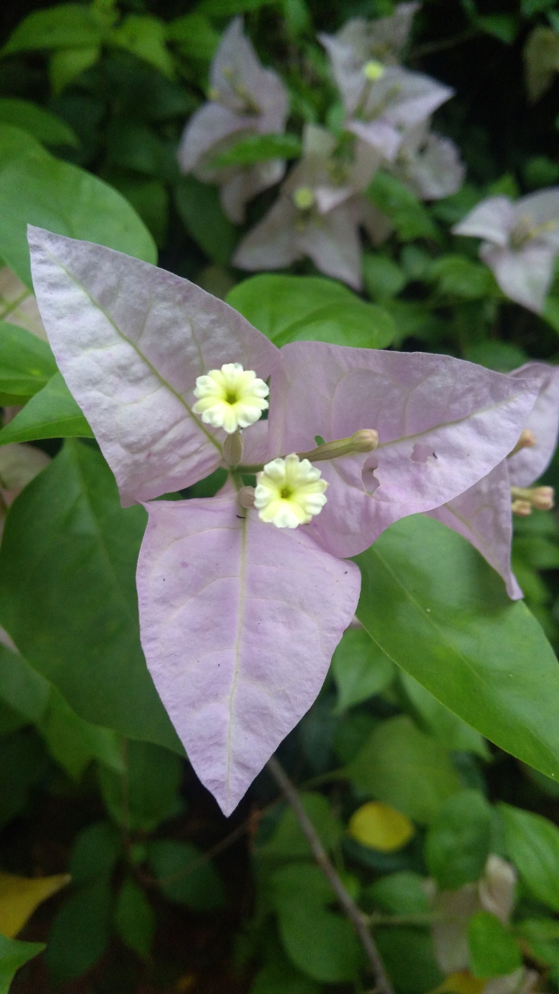 Lenovo K6 NOTE sample photo. Pink boganvilla photography