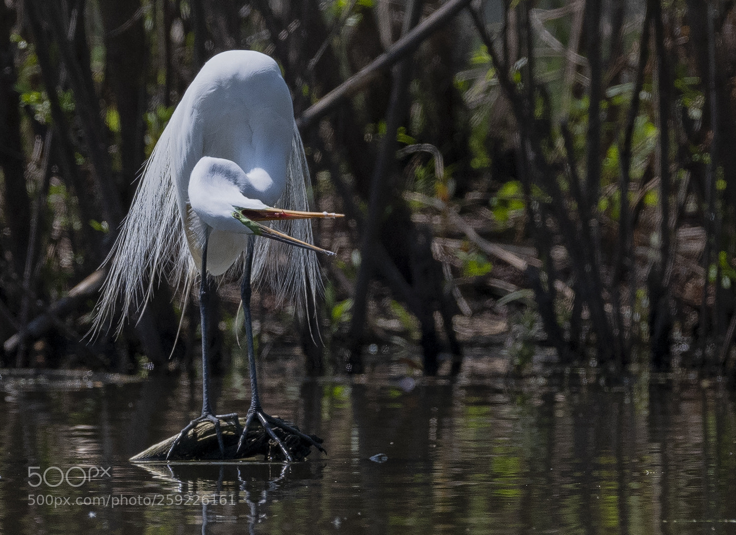 Nikon D850 sample photo. Great egret photography