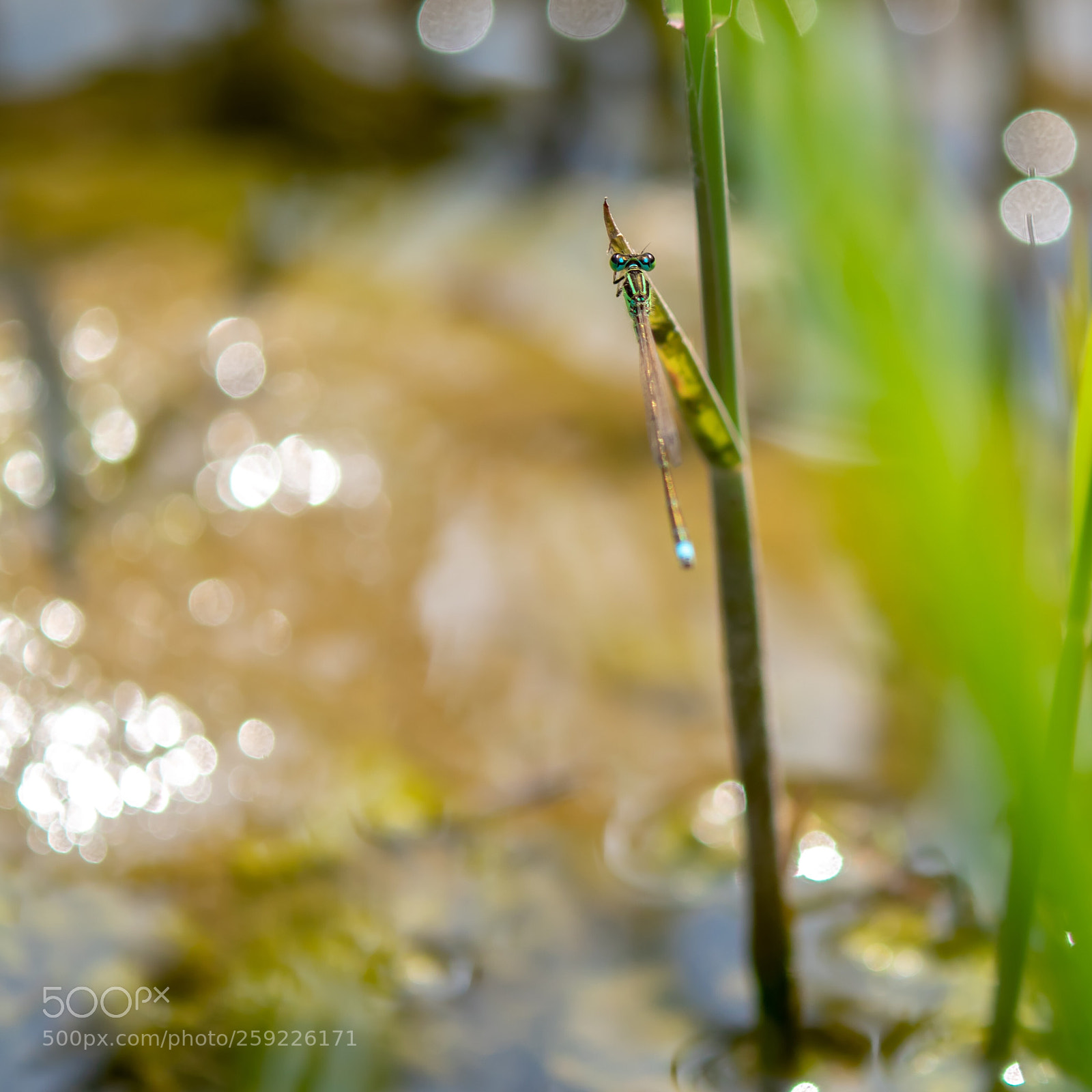 Canon EOS M5 sample photo. Dragonfly on pond photography