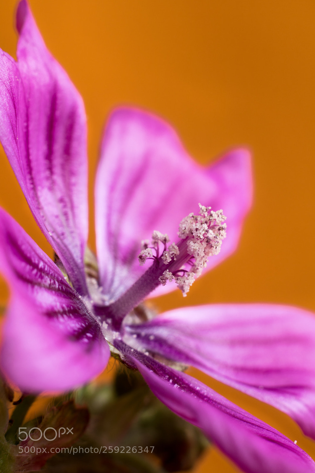Canon EOS 750D (EOS Rebel T6i / EOS Kiss X8i) sample photo. Flor de malva photography