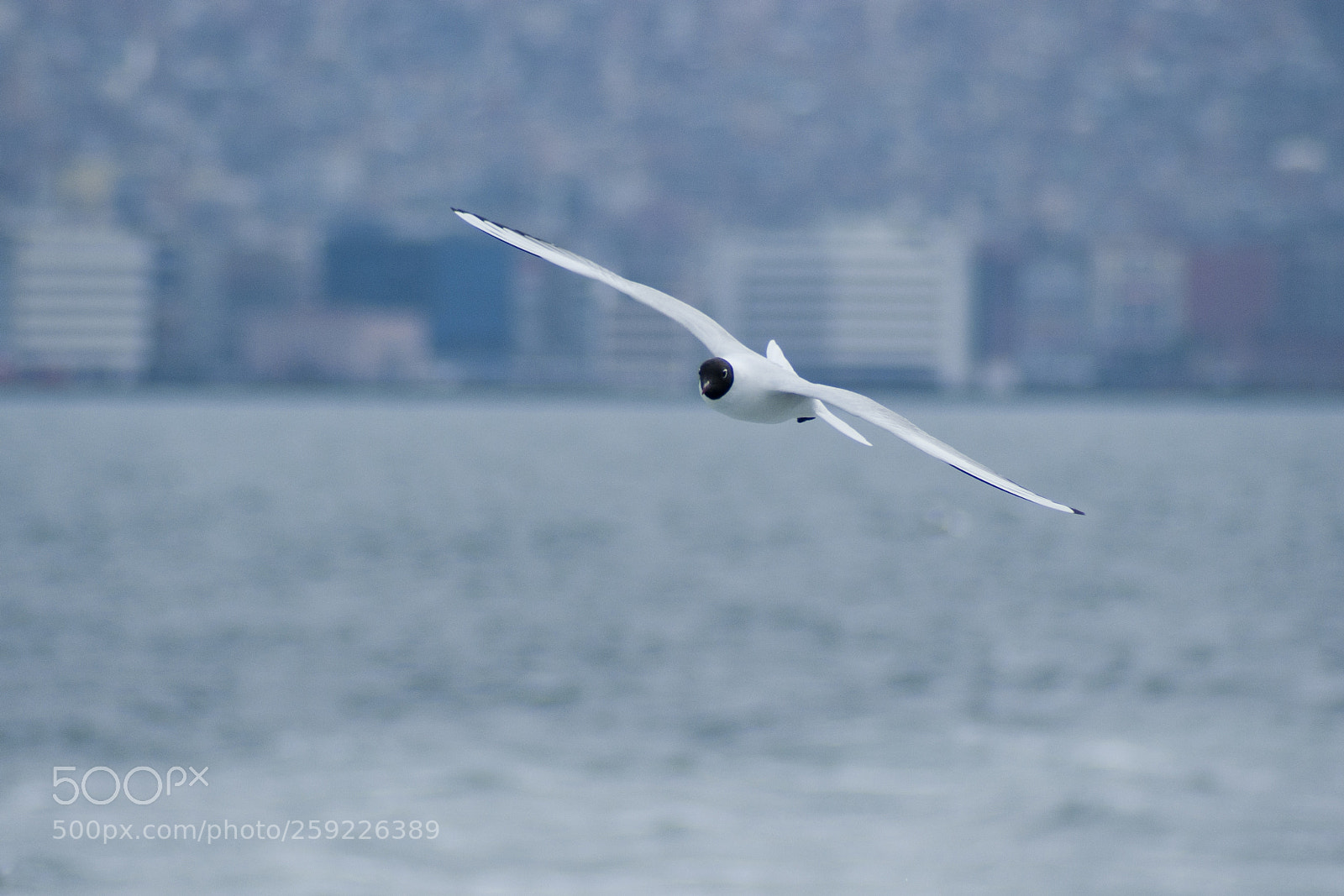 Sony Alpha DSLR-A200 sample photo. Flight photography