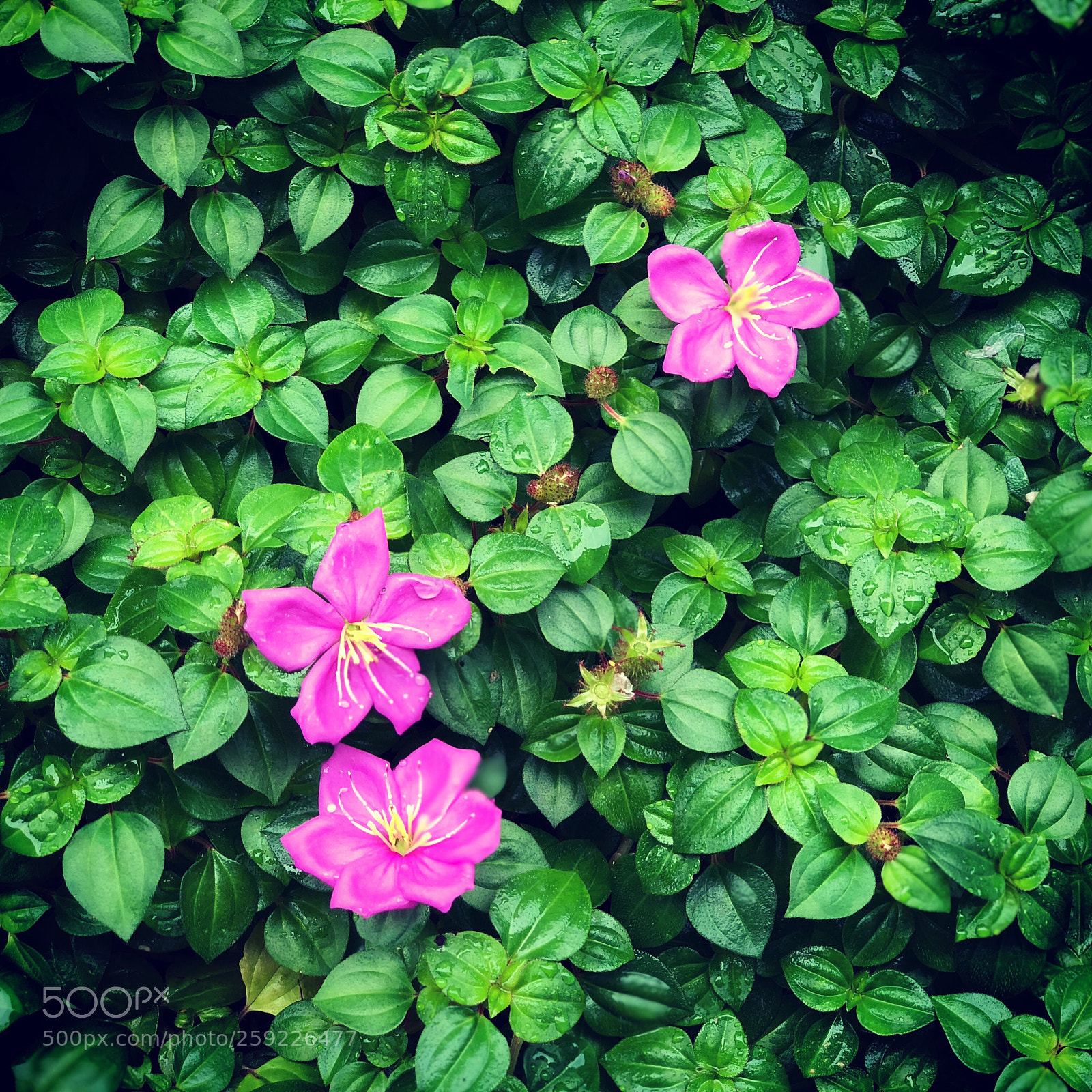 Apple iPhone X sample photo. Pink buttons *** photography