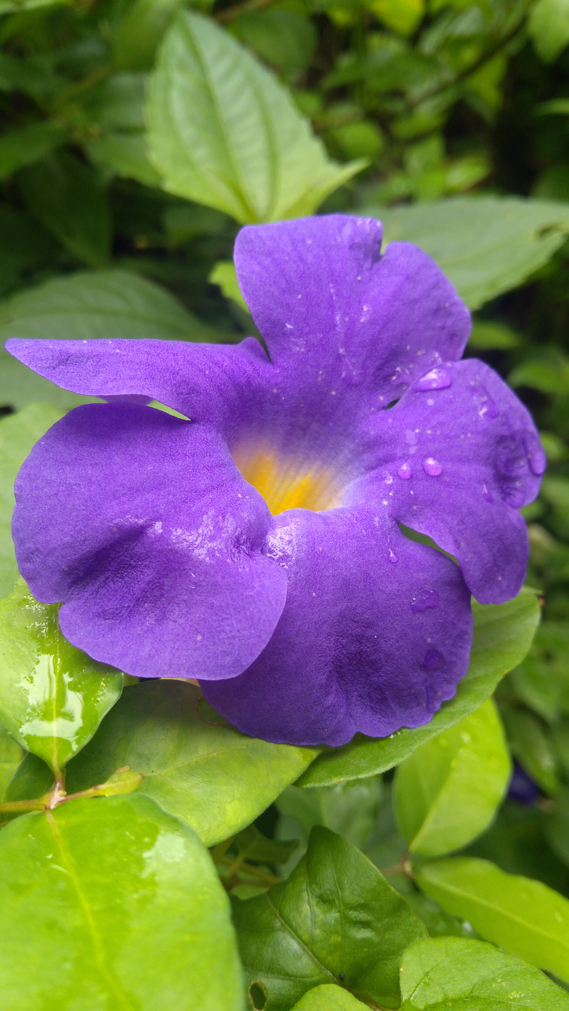 Lenovo K6 NOTE sample photo. Flower#im photography
