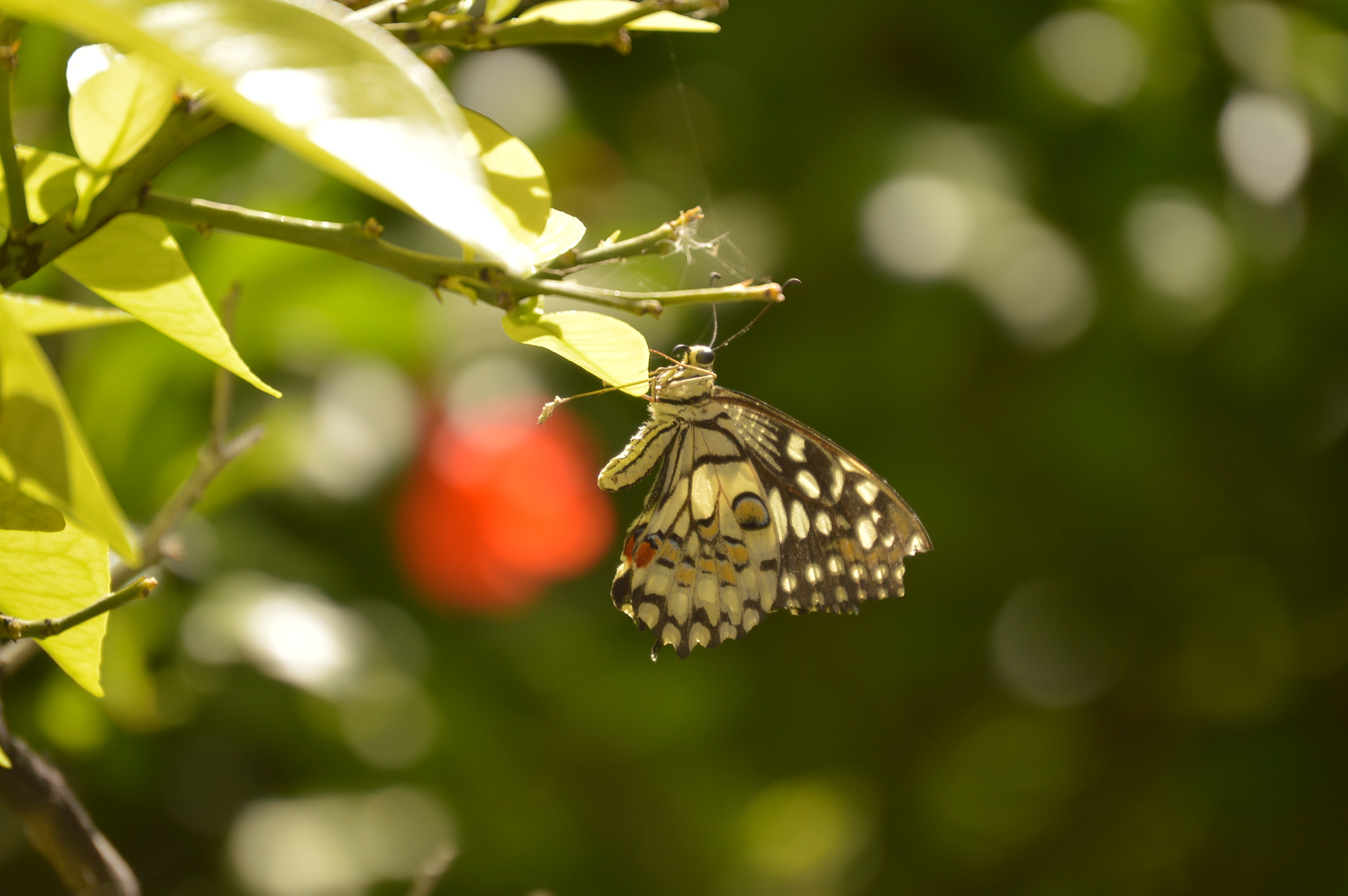Nikon AF-S DX Nikkor 55-200mm F4-5.6G ED sample photo. Butterfly in pomegranate orchard. photography
