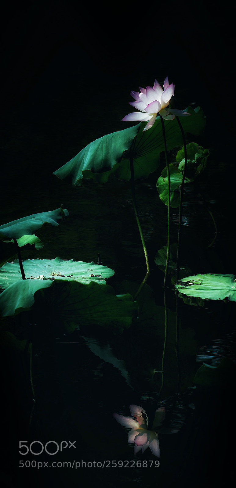 Olympus PEN-F sample photo. 月色 photography