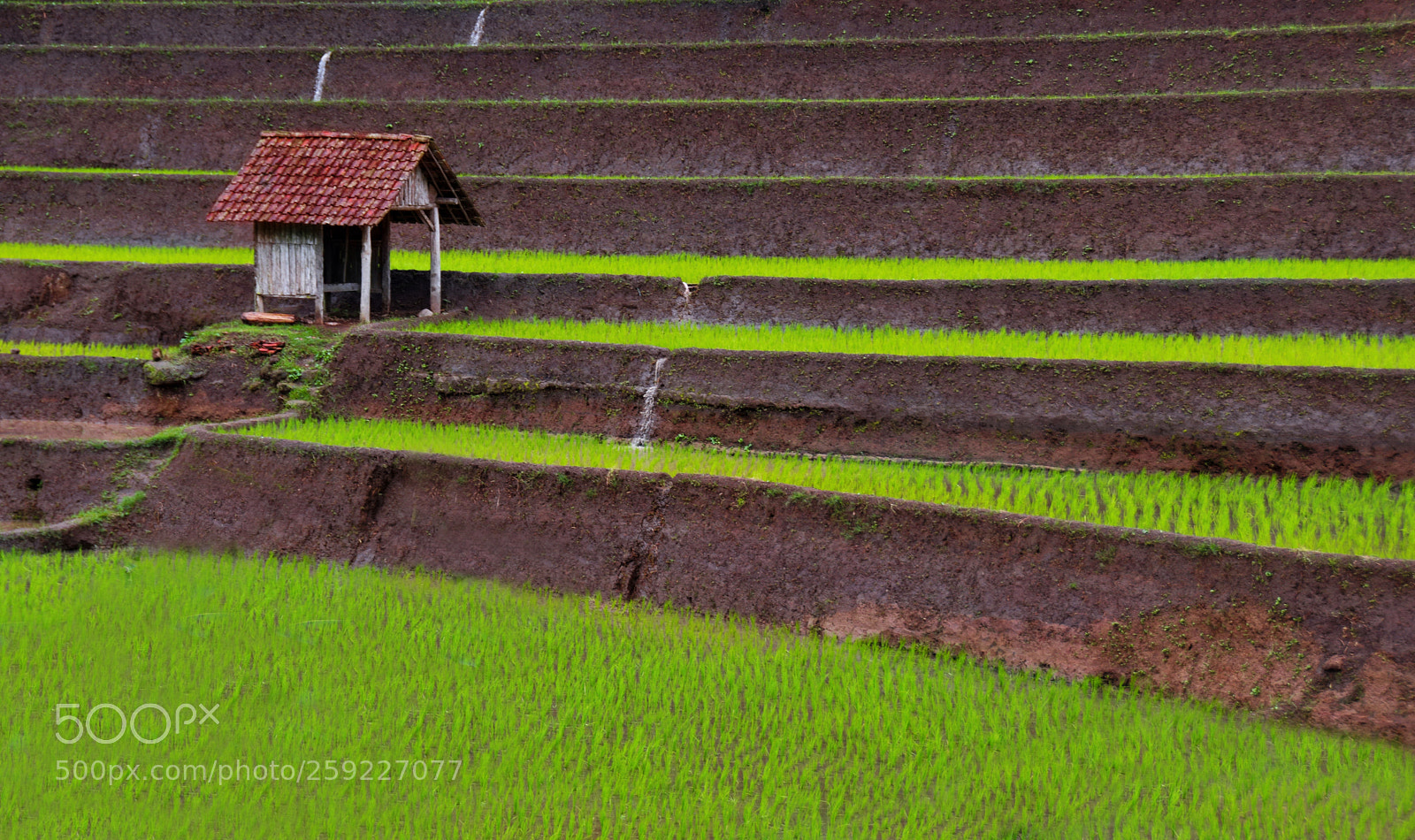 Nikon D5300 sample photo. Rice field photography