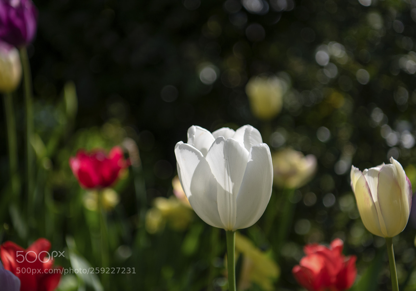 Nikon D850 sample photo. Tulip photography