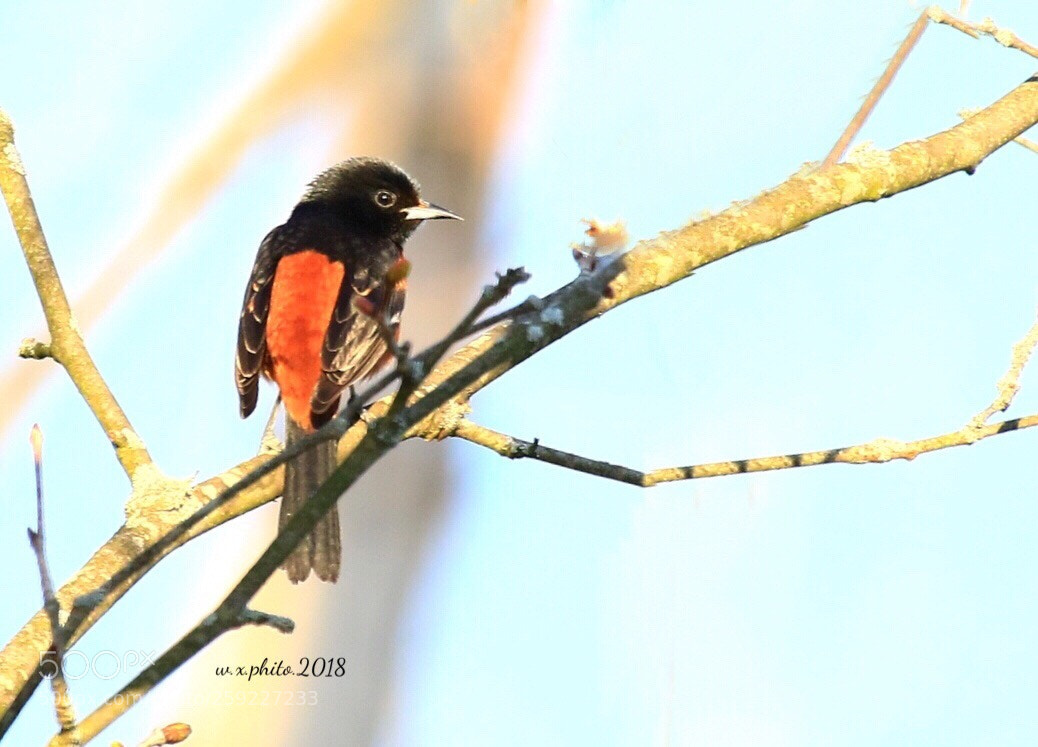 Canon EOS 7D Mark II sample photo. Baltimore oriole photography