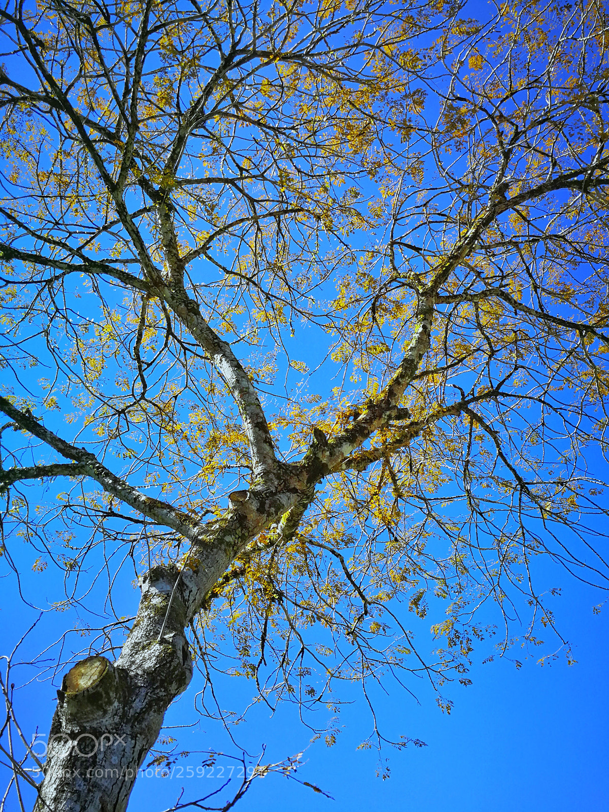 HUAWEI P10 sample photo. Composition photography