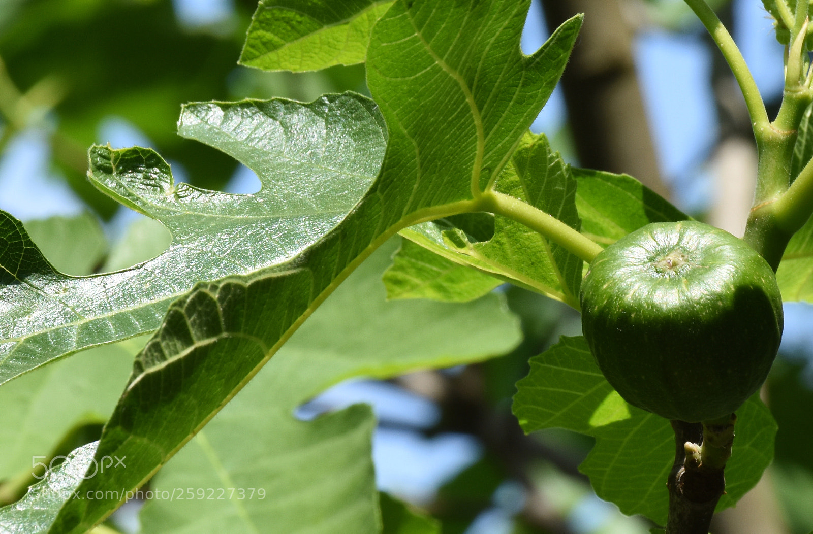 Nikon D7200 sample photo. Cazilhac early figs photography