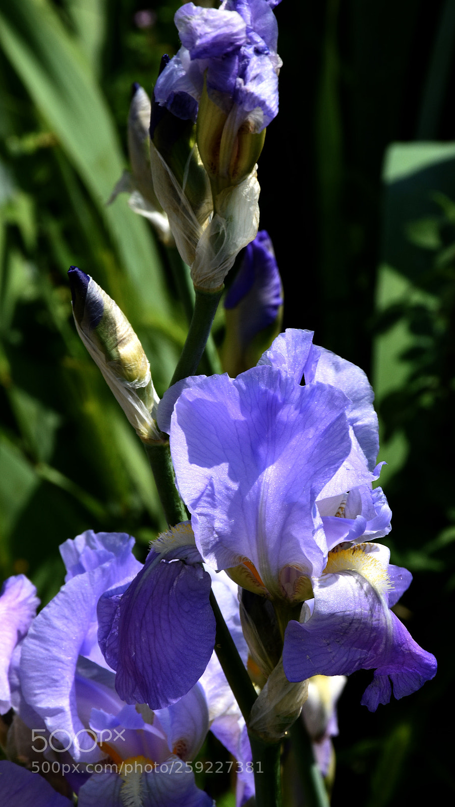 Nikon D7200 sample photo. Cazilhac flowers photography