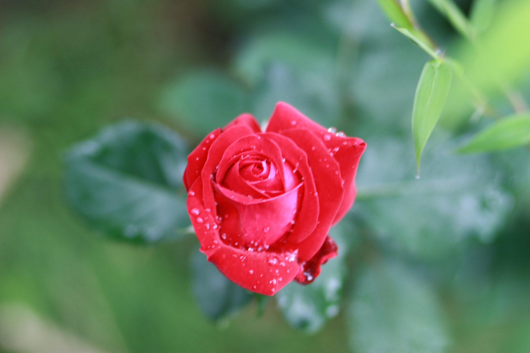 Canon EF 85mm F1.8 USM sample photo. Matinal rose photography