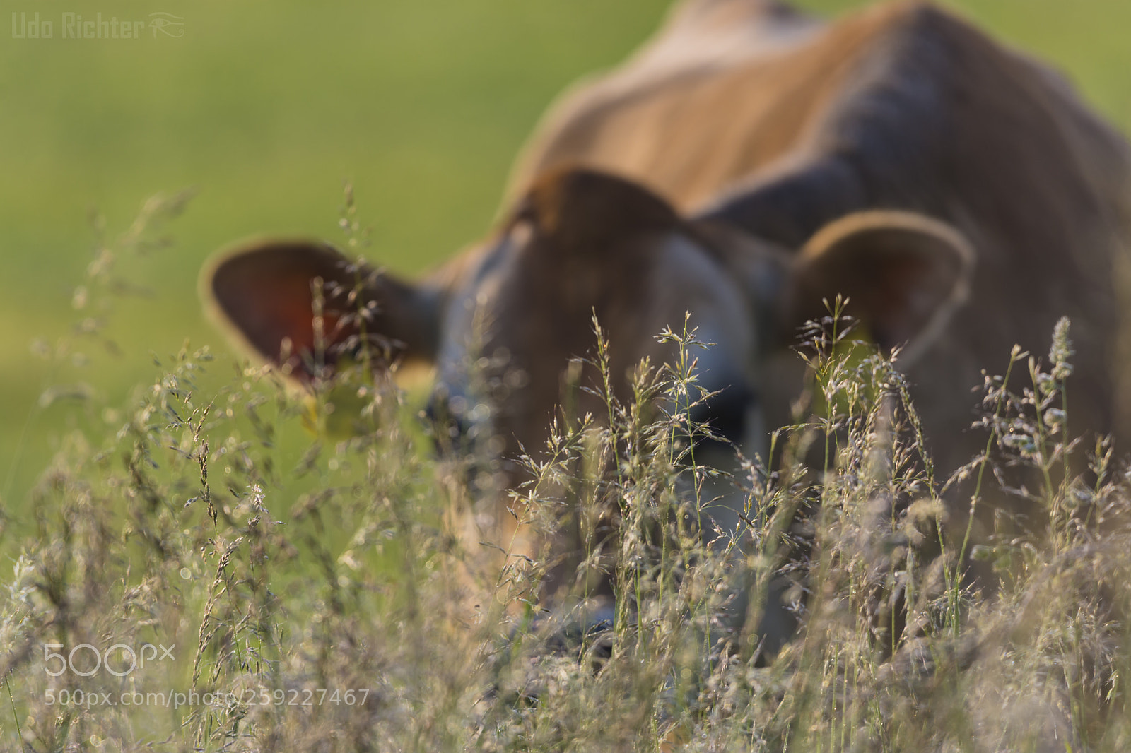 Nikon D7200 sample photo. 'hide & seek' photography