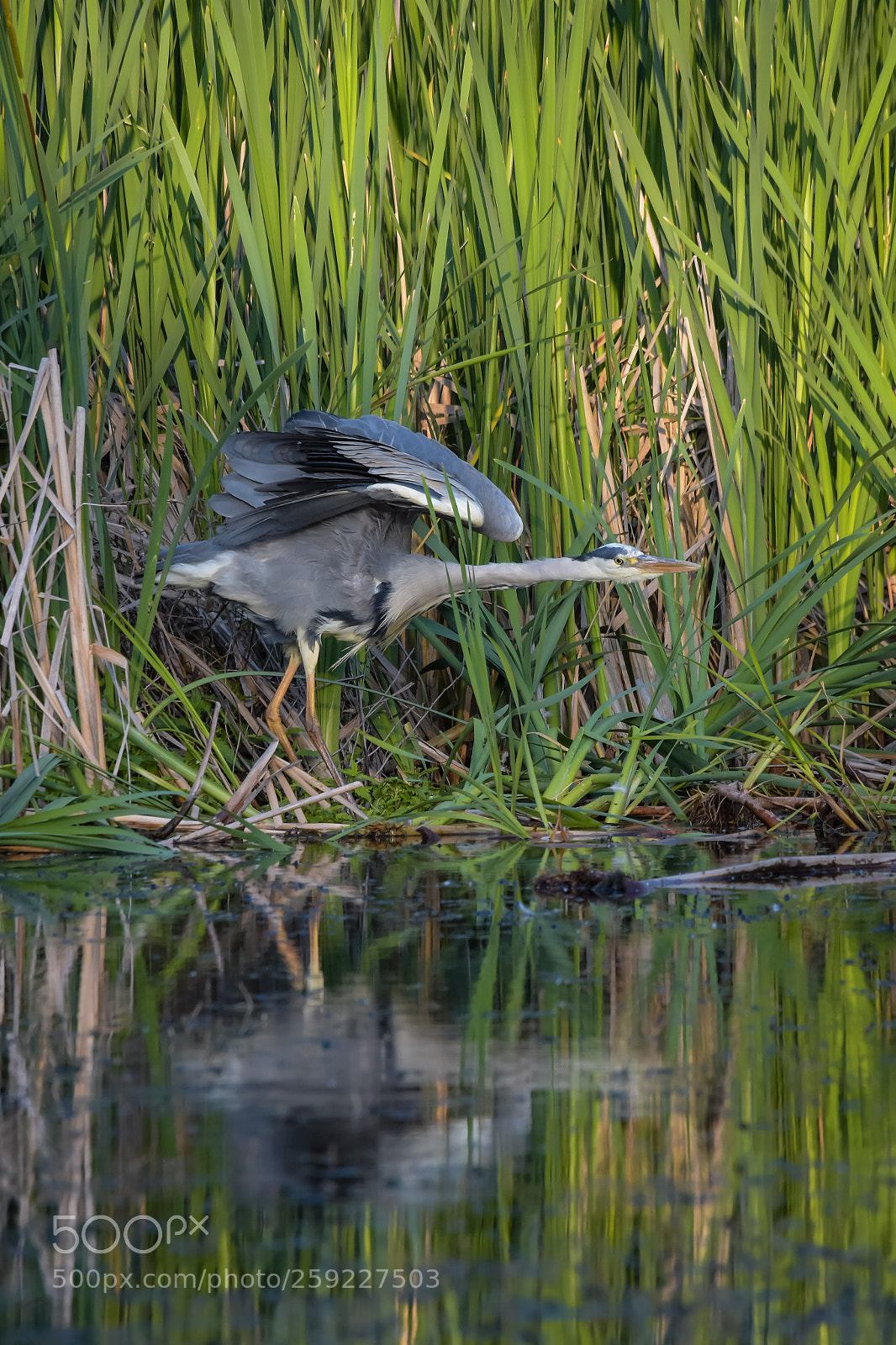 Nikon D7200 sample photo. 'grey heron ardea cinerea photography