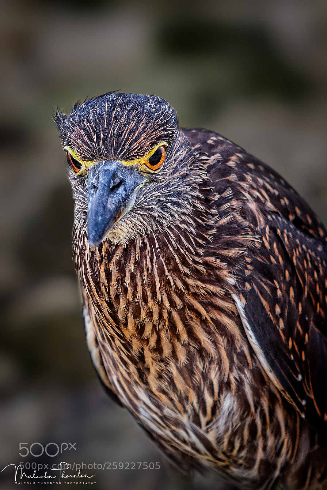 Canon EOS 5D Mark II sample photo. Juvenile striated heron photography