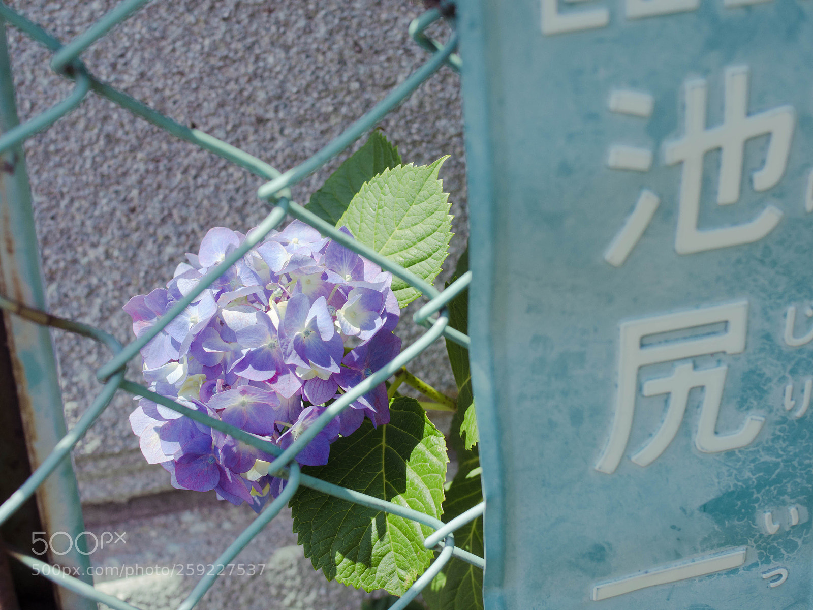 Olympus OM-D E-M5 II sample photo. Hydrangea in the gap photography