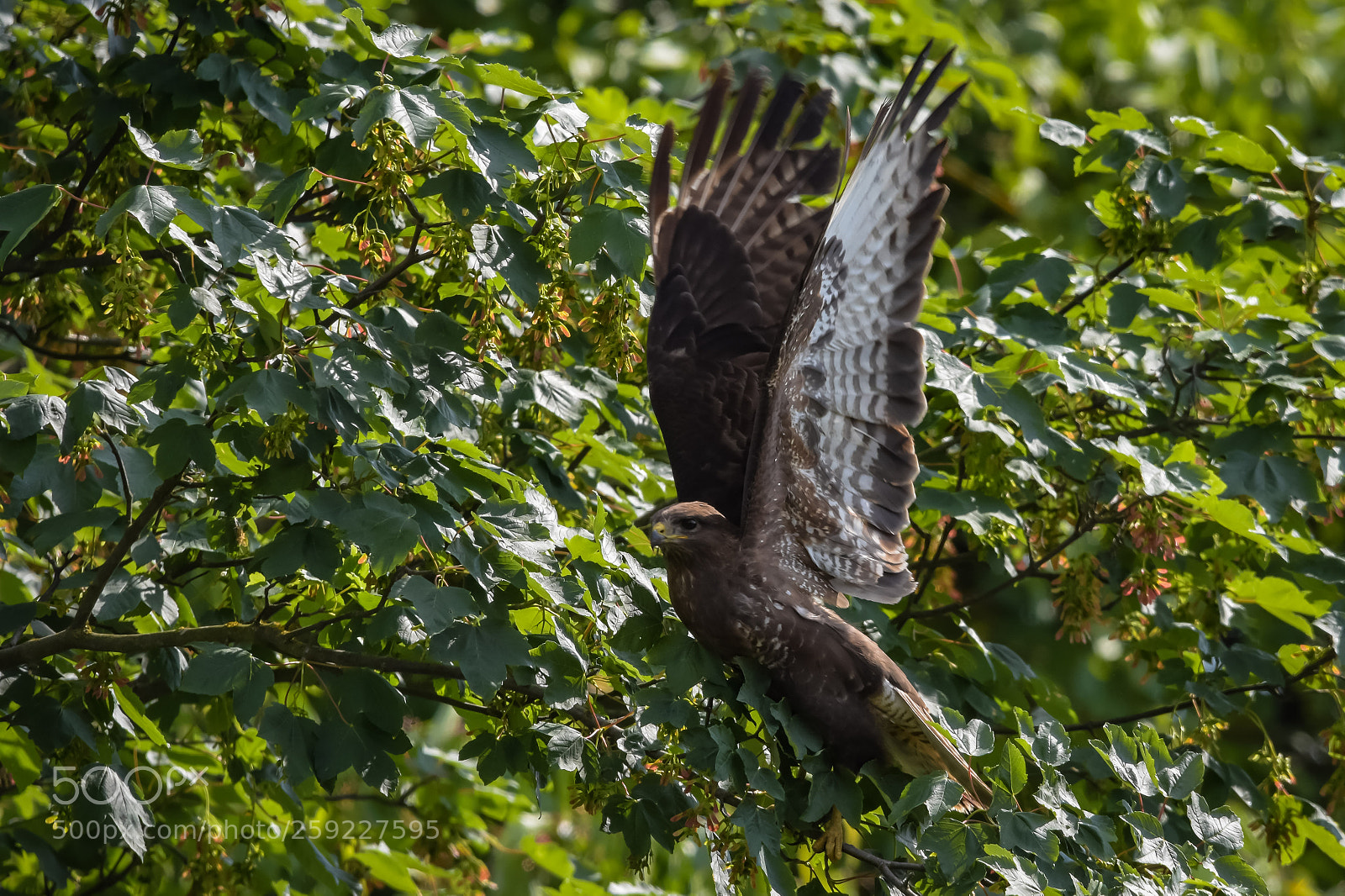 Nikon D7200 sample photo. 'common buzzard buteo buteo photography
