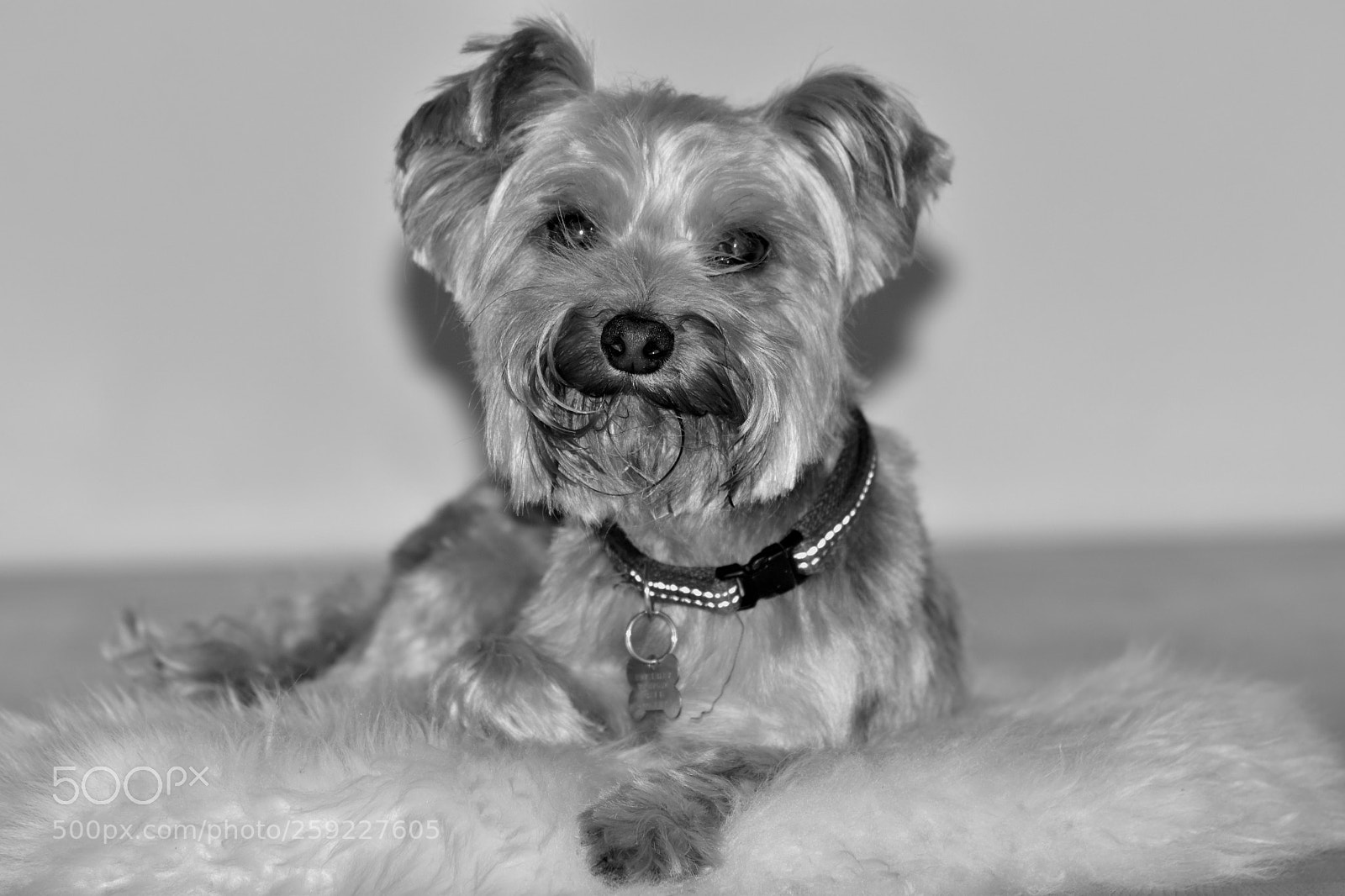 Nikon D5600 sample photo. Little dog loui photography