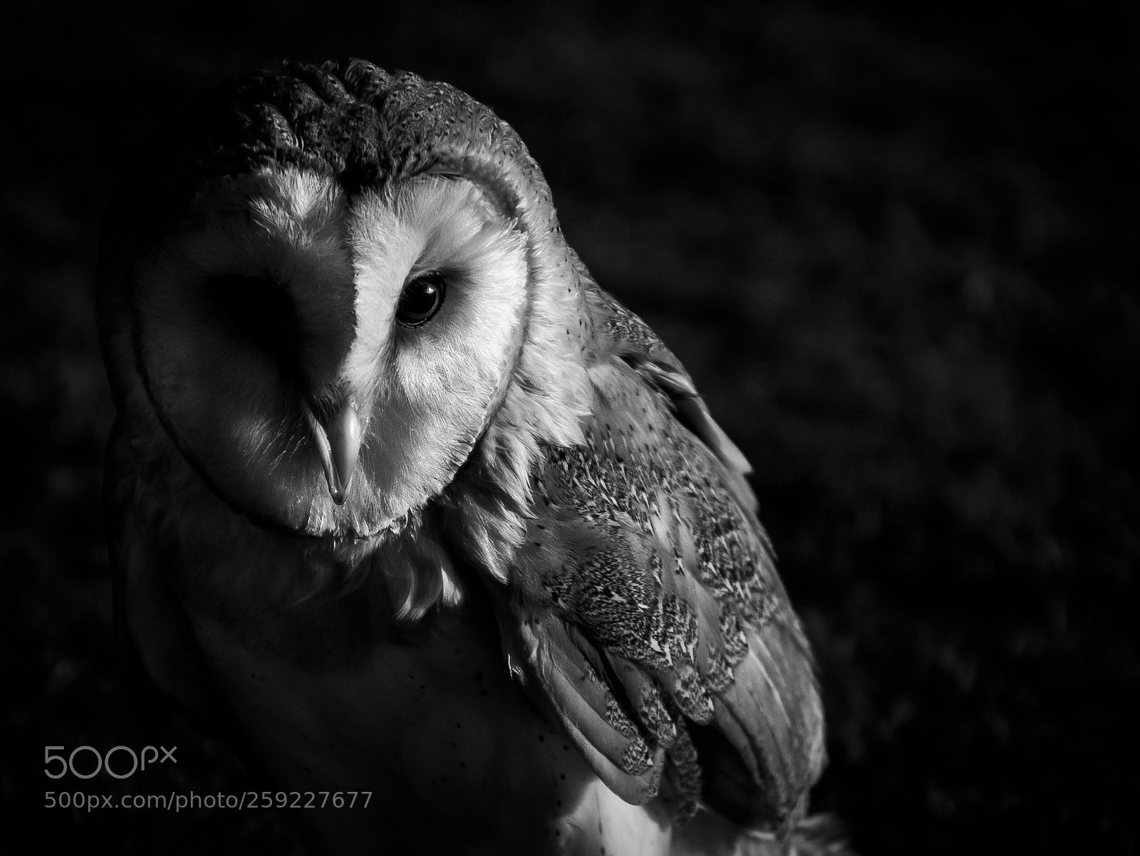 Canon EOS 7D Mark II sample photo. Arabian barn owl photography