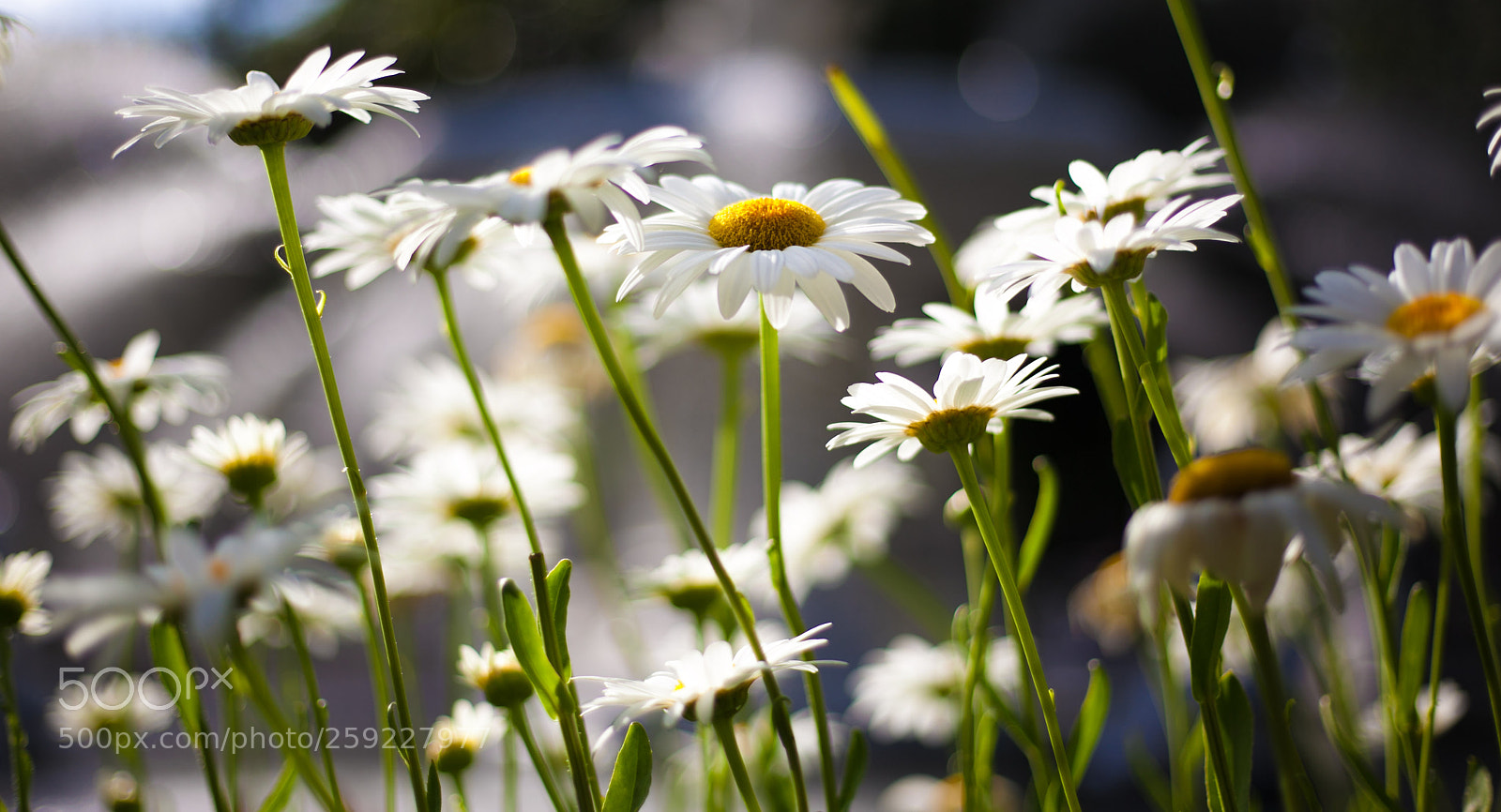 Canon EOS 5D Mark II sample photo. April showers bring may photography