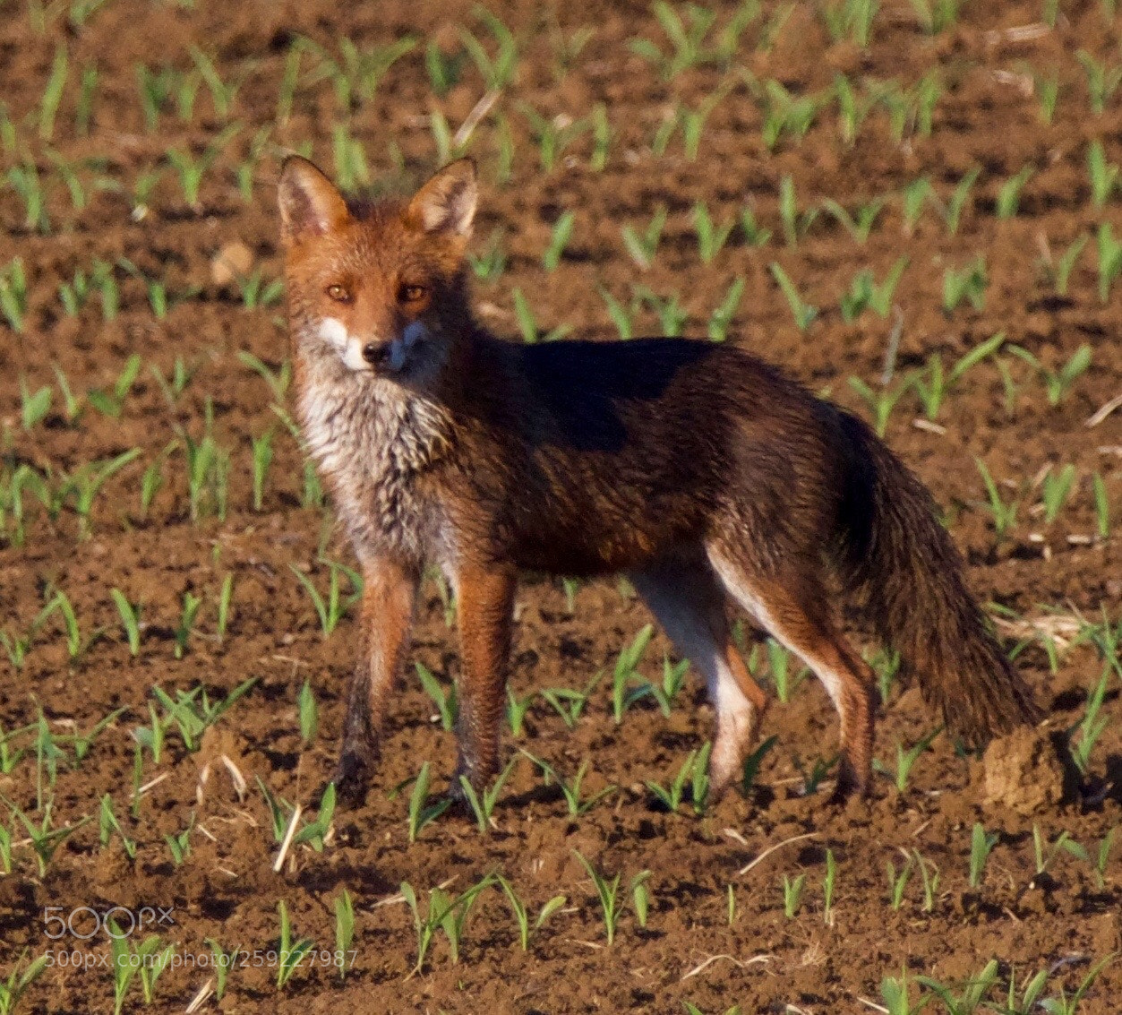 Nikon D500 sample photo. Fox photography