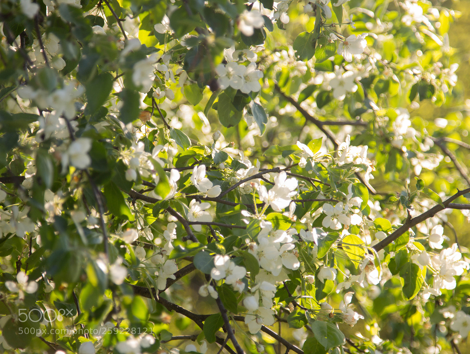 Canon EOS 60D sample photo. ,,, photography