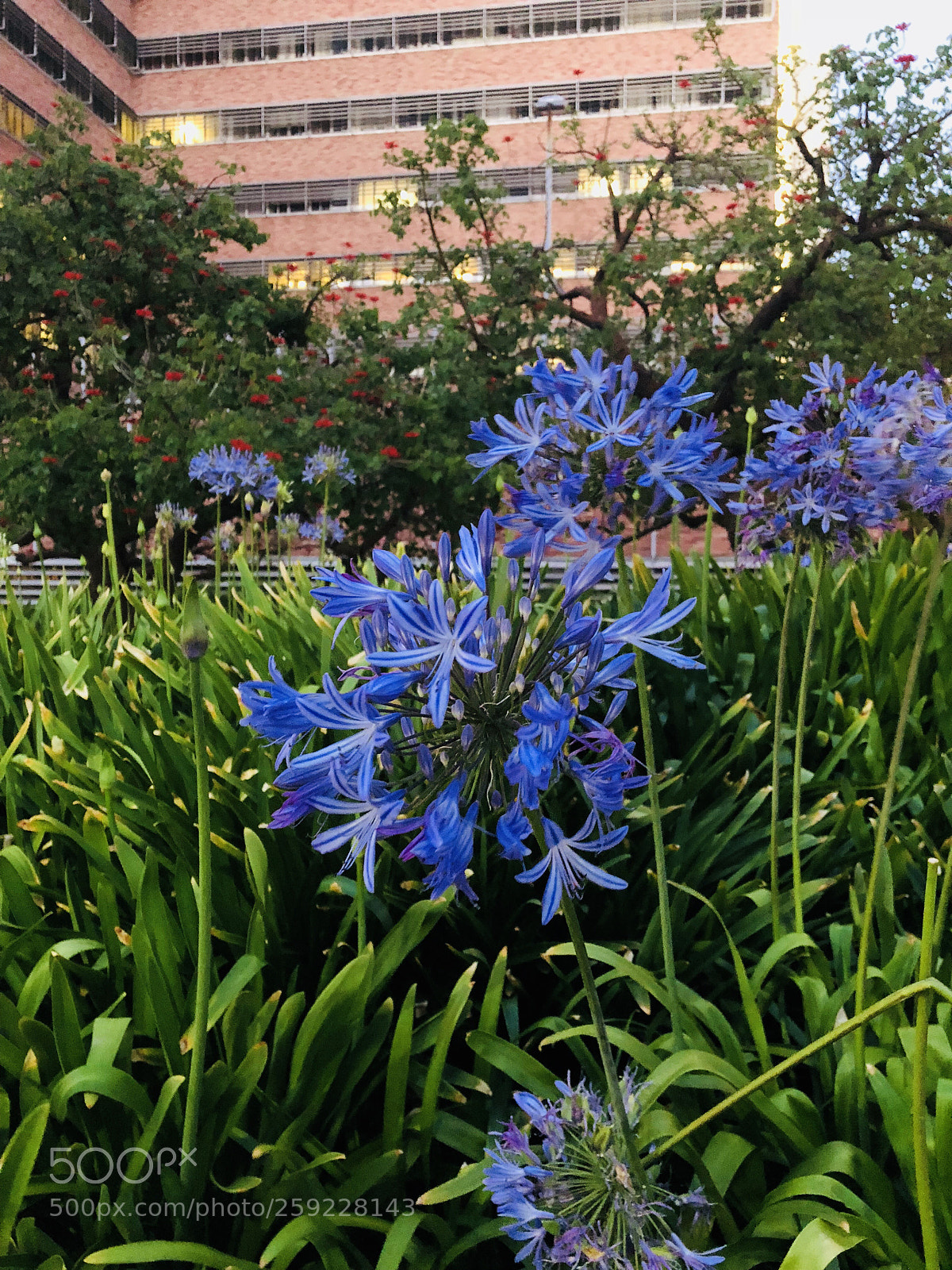 Apple iPhone X sample photo. Spring!  photography