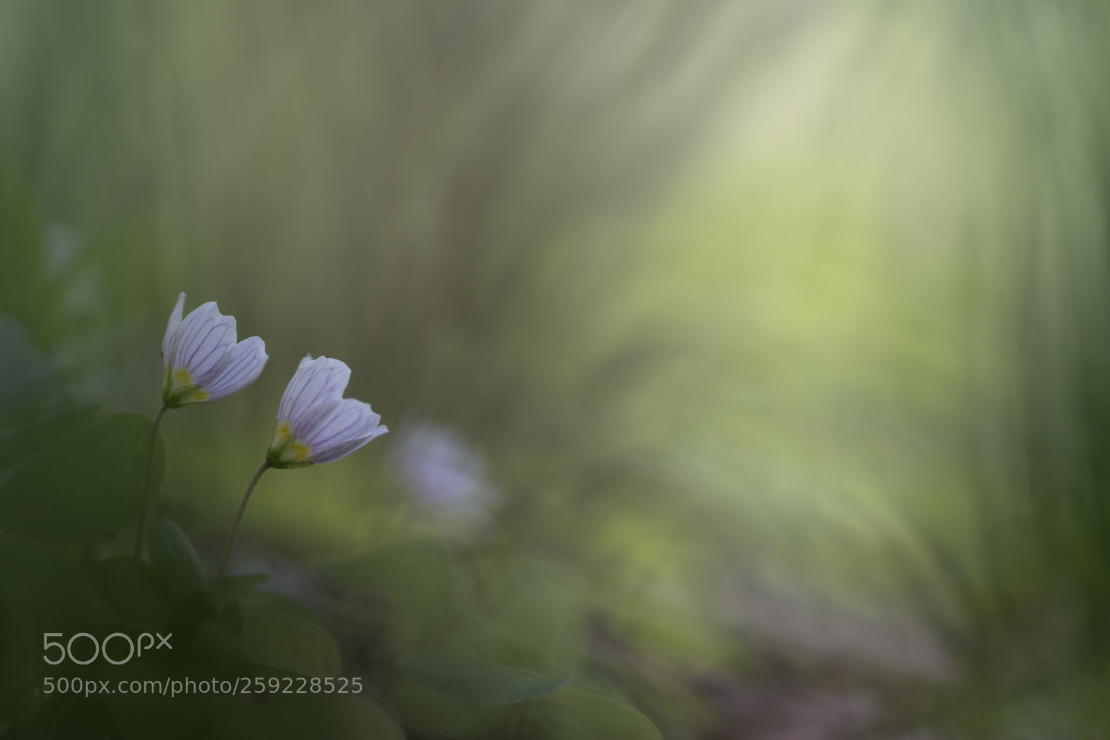 Sony a7R III sample photo. Oxalis acetosella photography