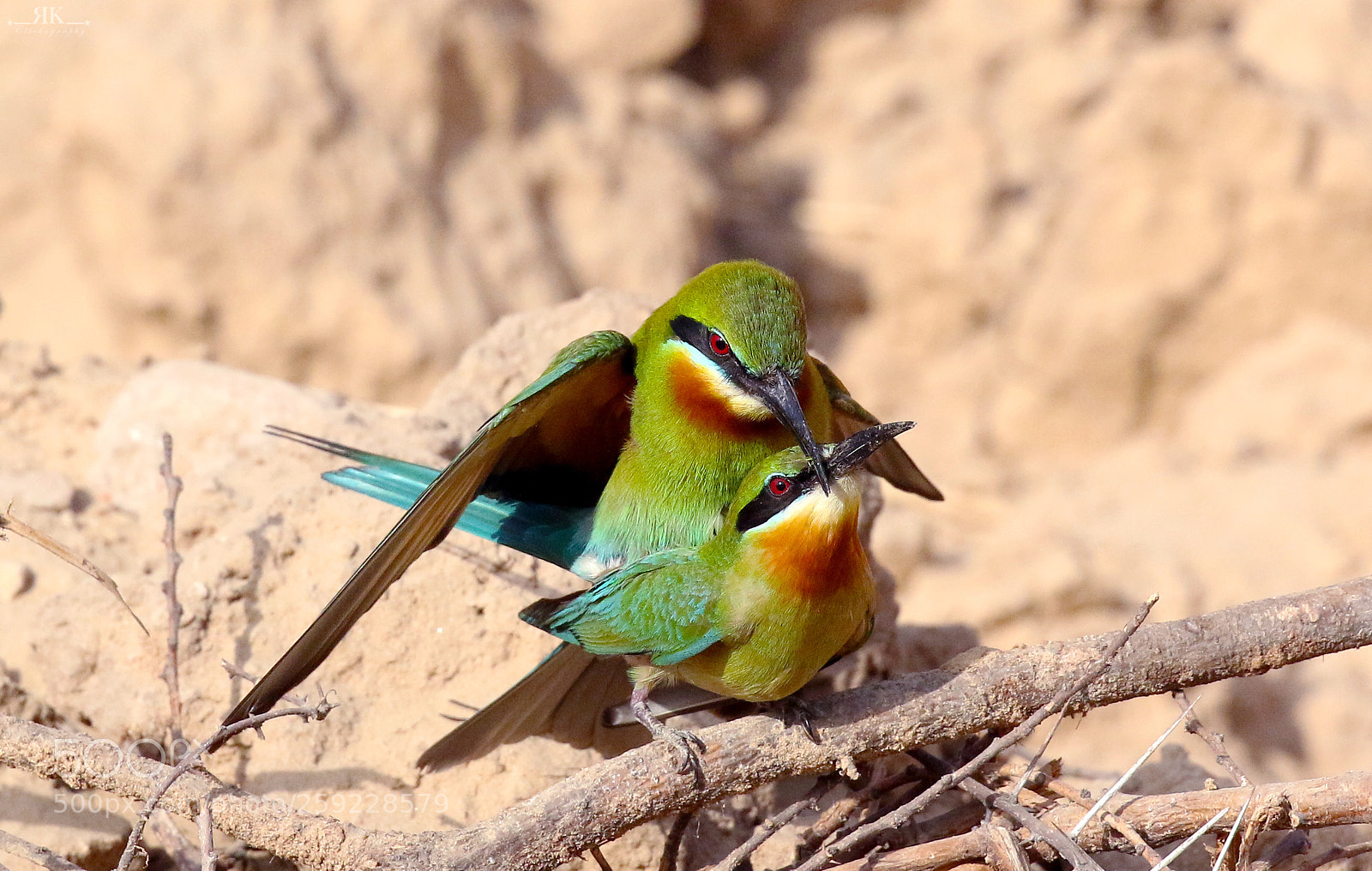 Canon EOS 70D sample photo. Blue-tailed bee-eater photography