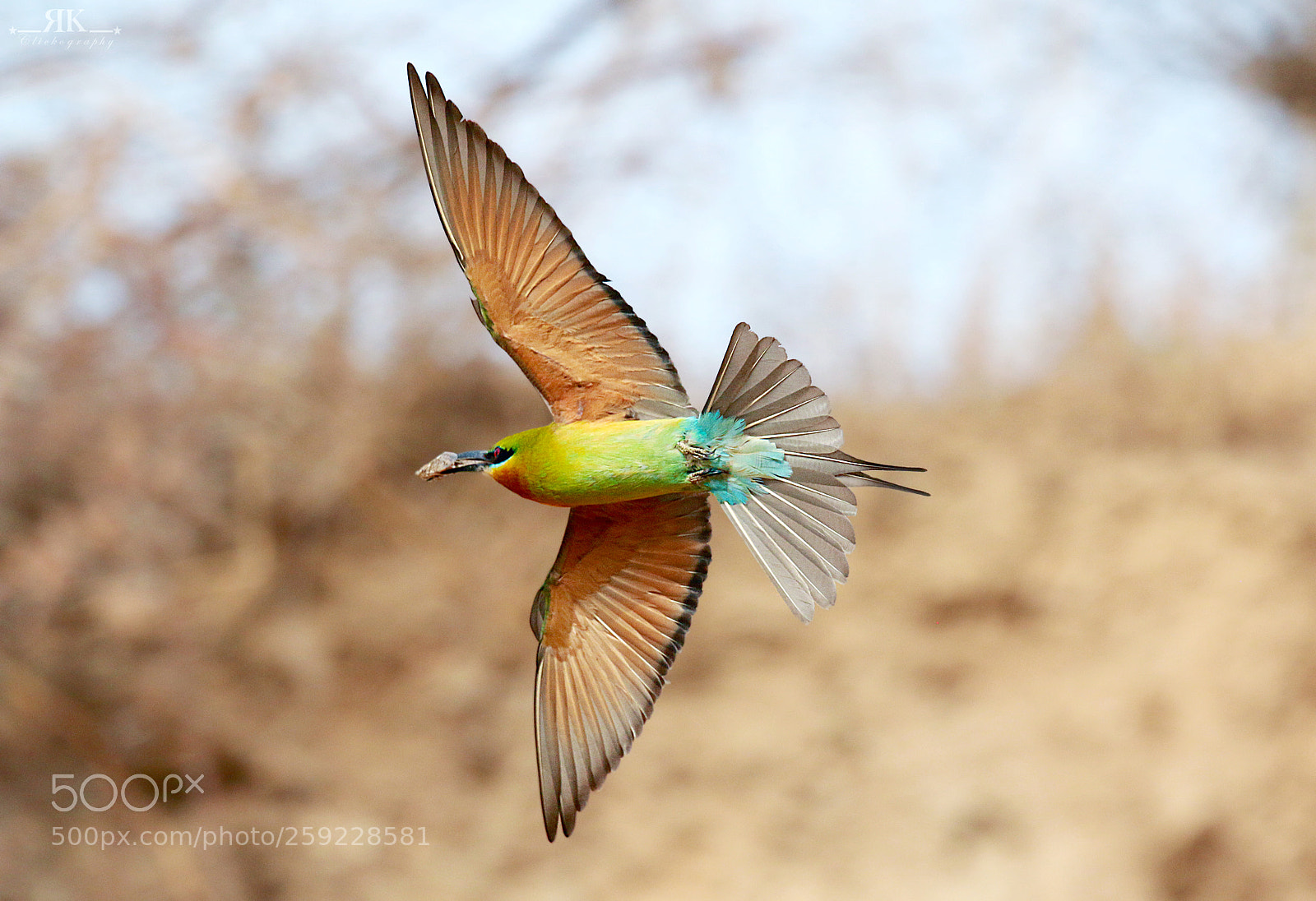 Canon EOS 70D sample photo. Blue-tailed bee-eater photography