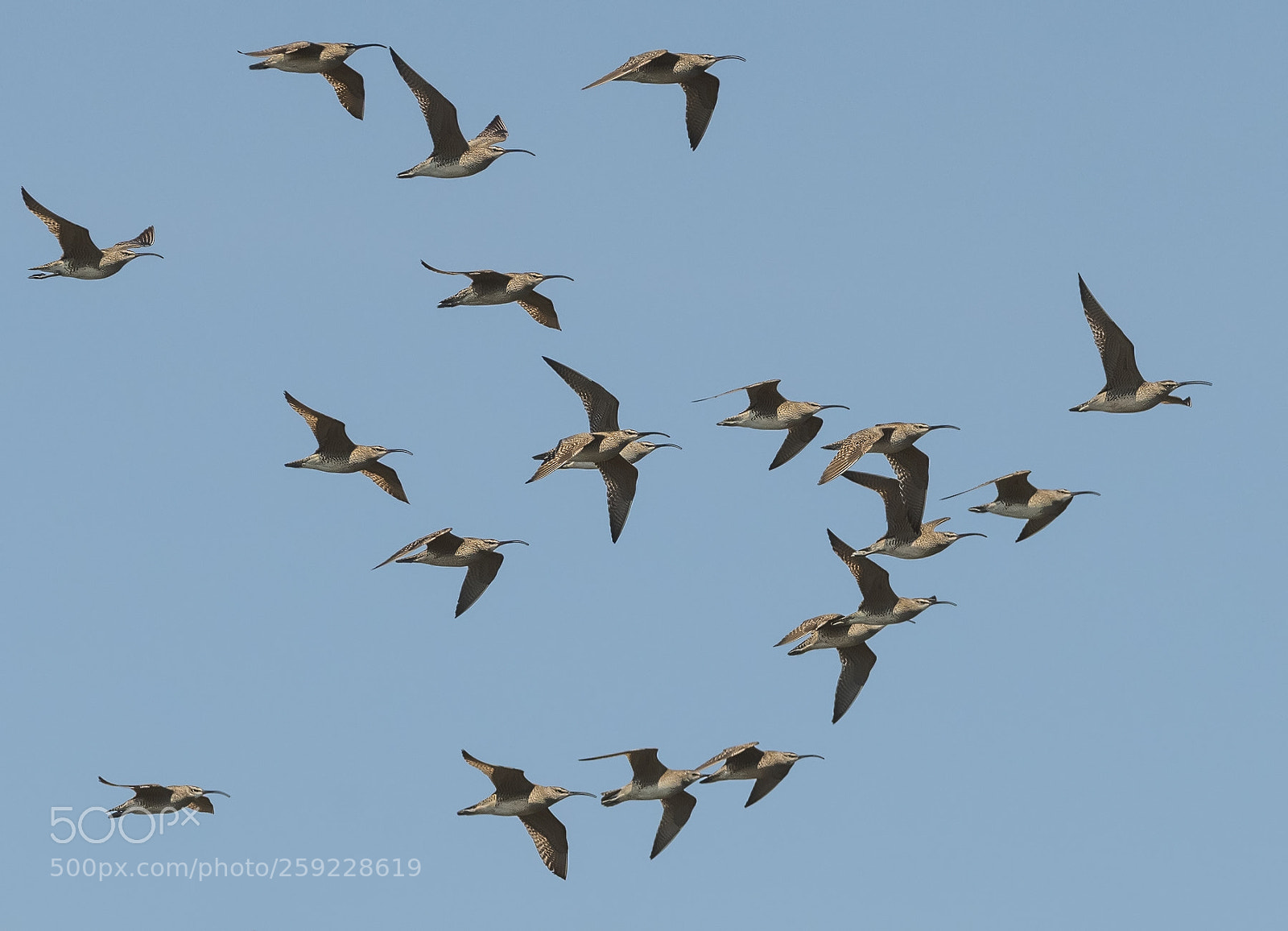 Nikon D850 sample photo. Whimbrel photography