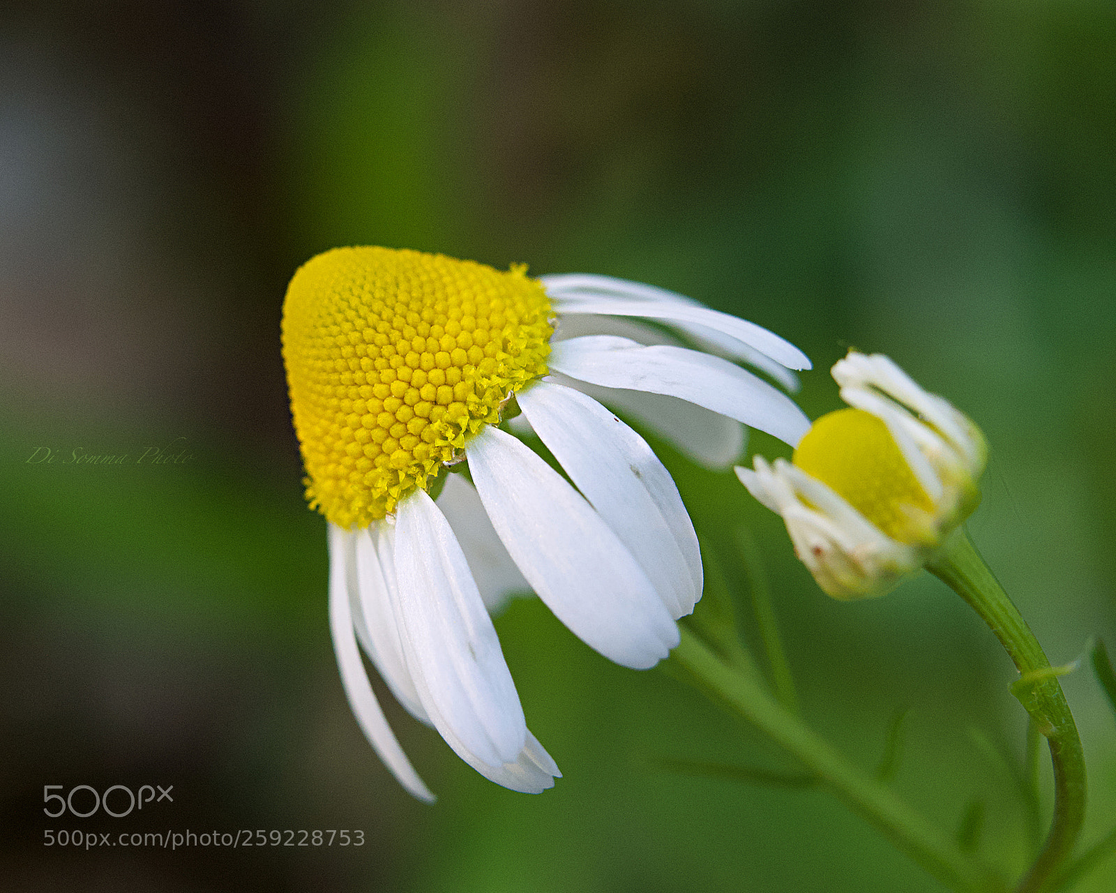 Panasonic Lumix DC-G9 sample photo. Semplice photography