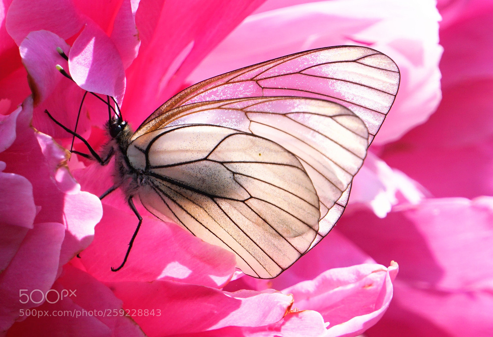 Sony a6000 sample photo. Delicate wonderland photography