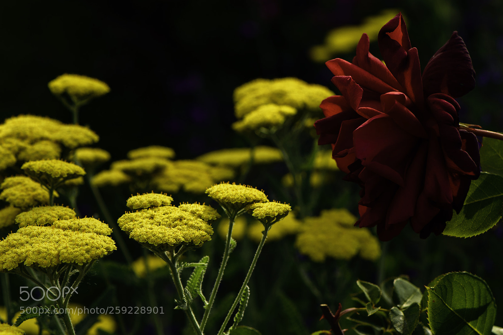 Nikon D750 sample photo. How does your garden photography