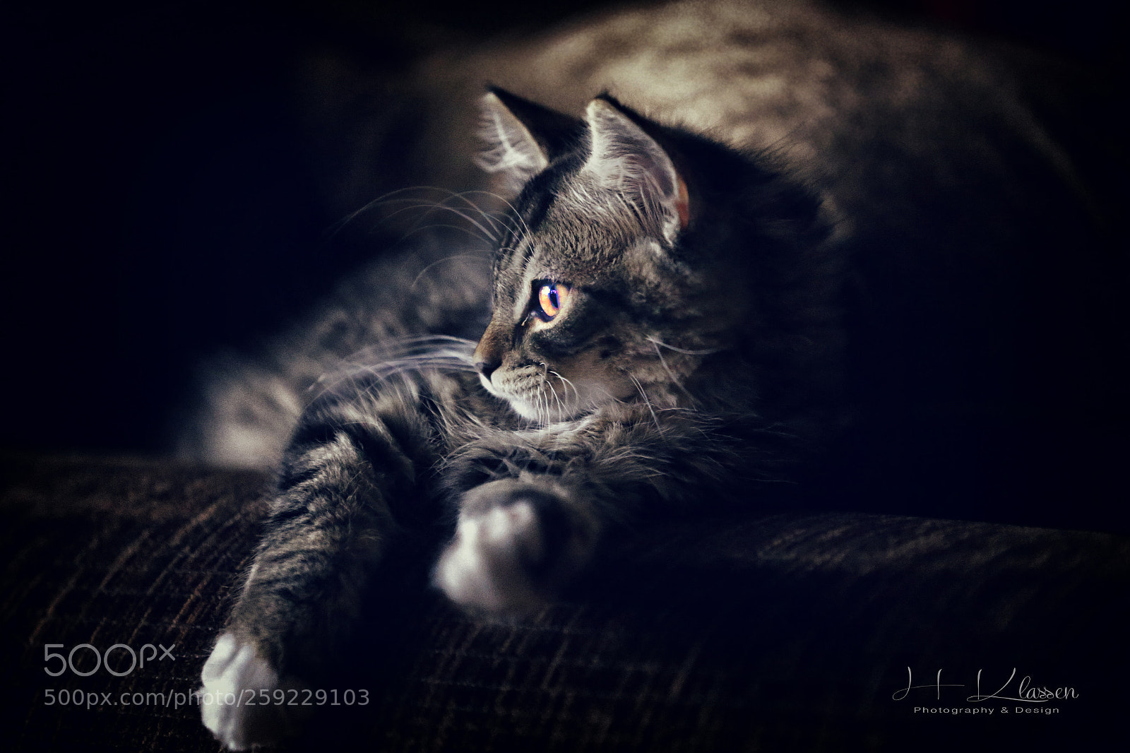 Canon EOS 6D sample photo. Kitty dreams photography