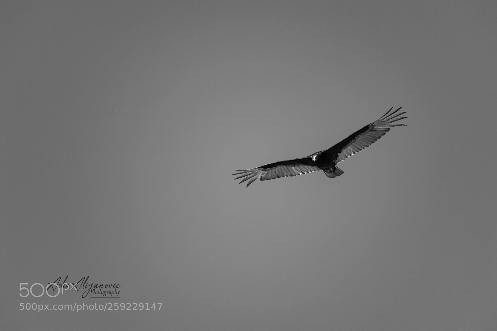 Nikon D5300 sample photo. New world vulture photography