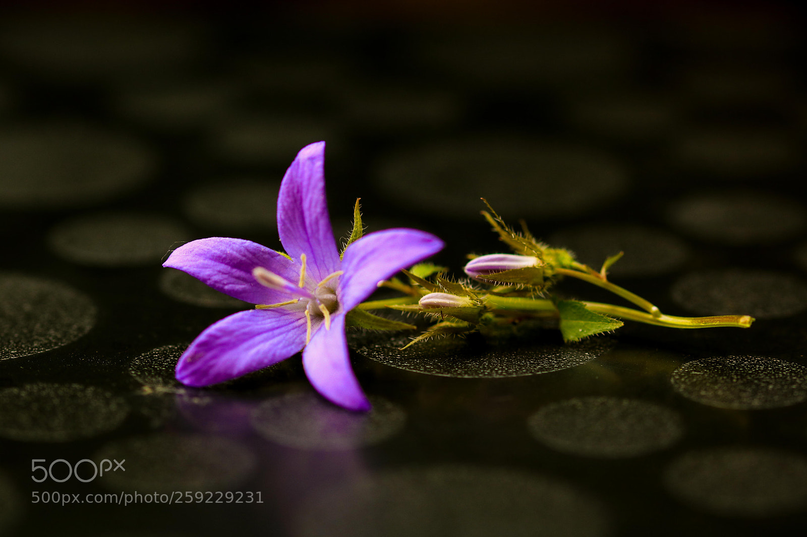 Canon EOS 750D (EOS Rebel T6i / EOS Kiss X8i) sample photo. Beautiful bellflower photography