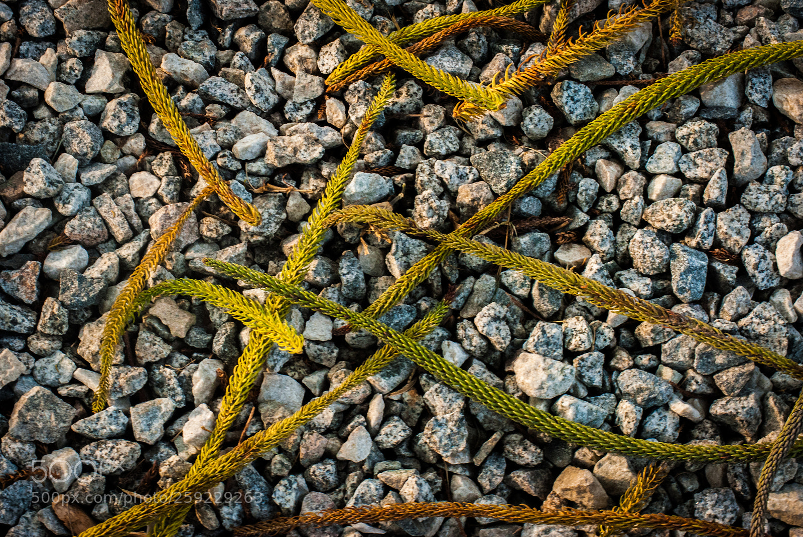Nikon D3000 sample photo. Seeds and stones texture photography