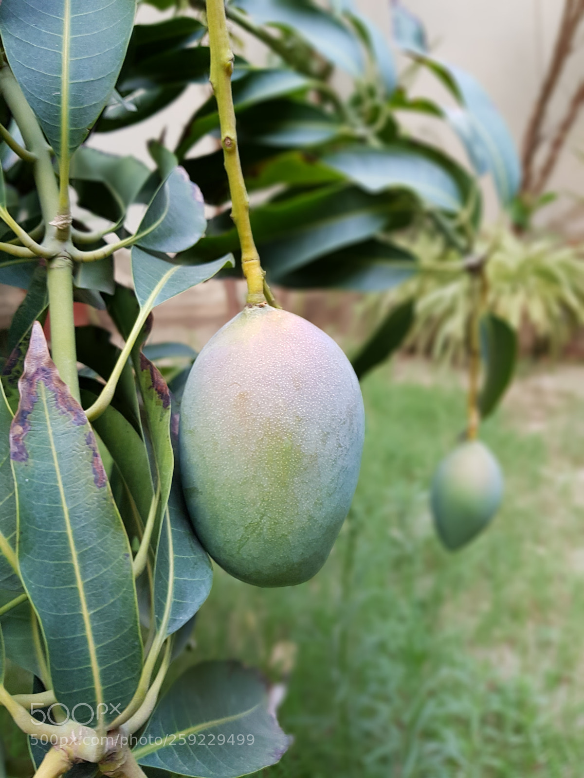 Samsung Galaxy S8+ sample photo. Ripening mango photography