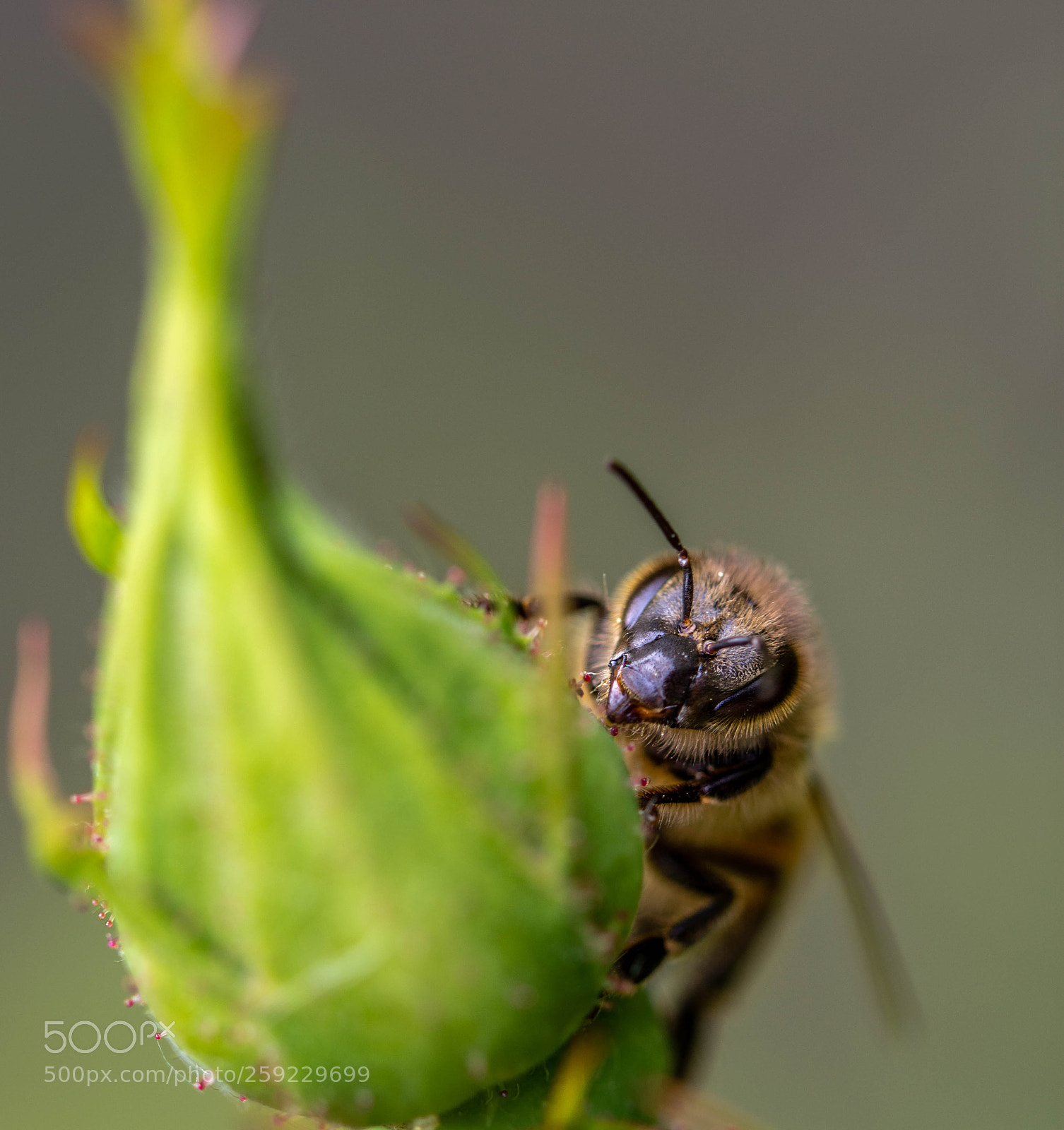 Nikon D7200 sample photo. Bee photography