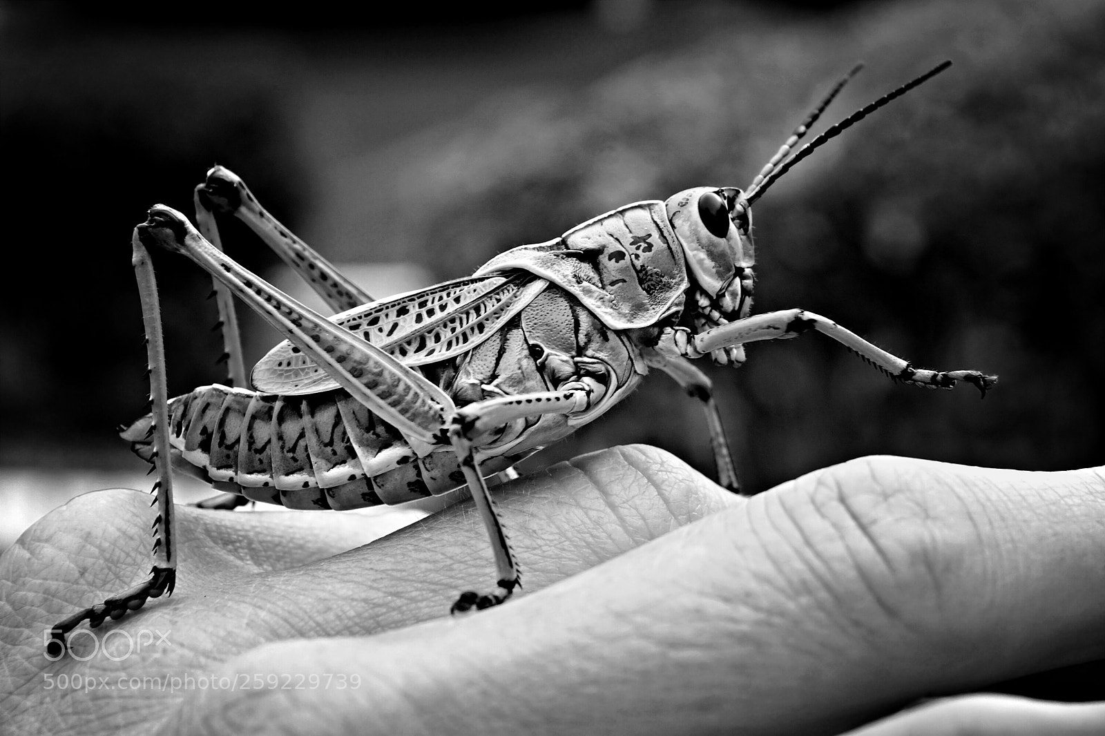 Sony a6000 sample photo. A helping hand... photography