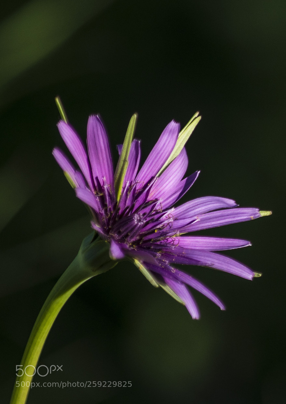 Pentax K-30 sample photo. Fiore photography