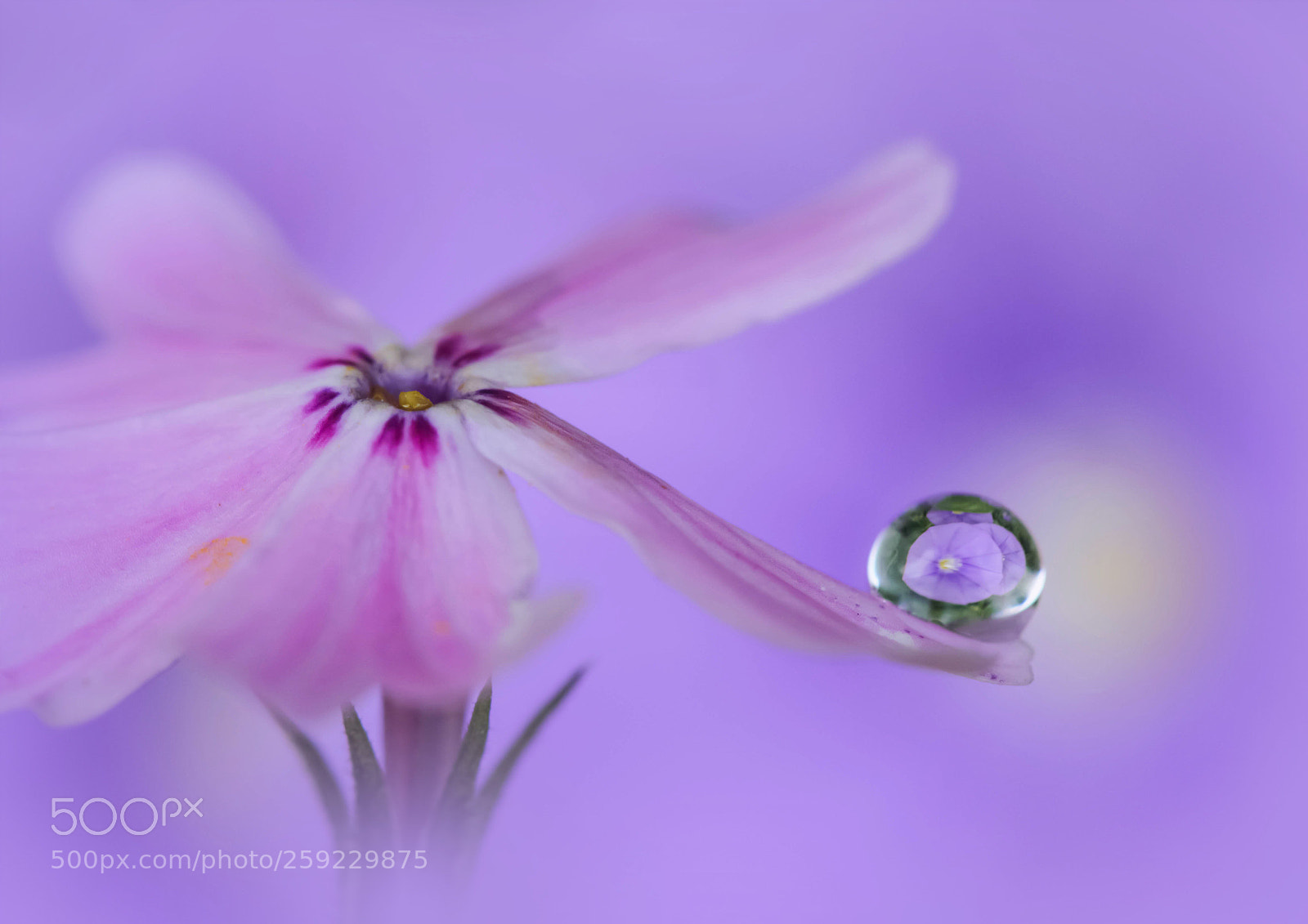 Canon EOS 7D sample photo. Another flower photography