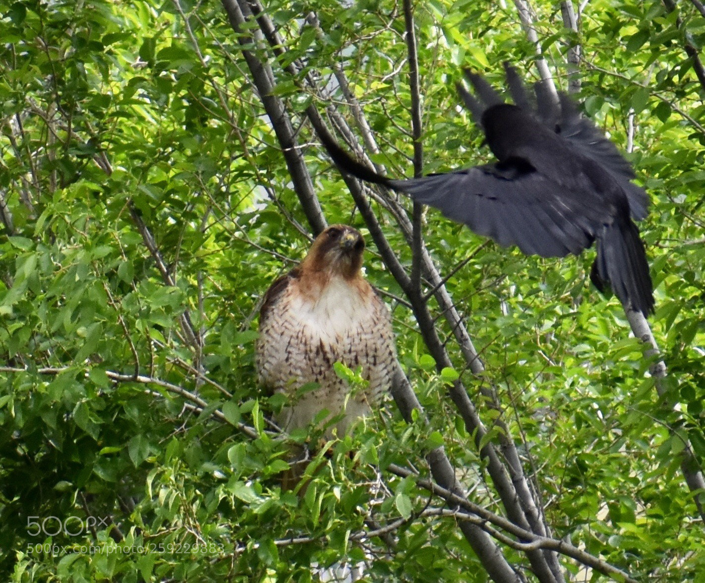 Nikon D3400 sample photo. Hawk and crow photography