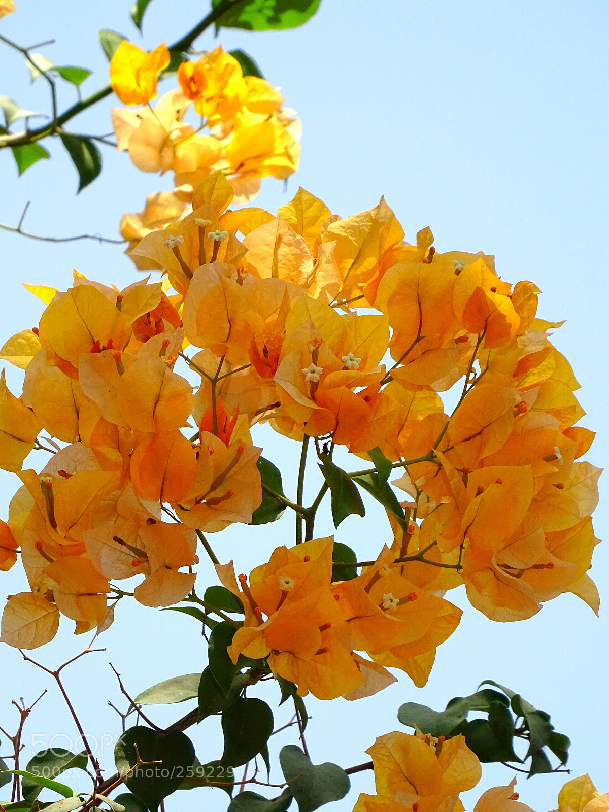 Sony DSC-HX60V sample photo. Flowers photography