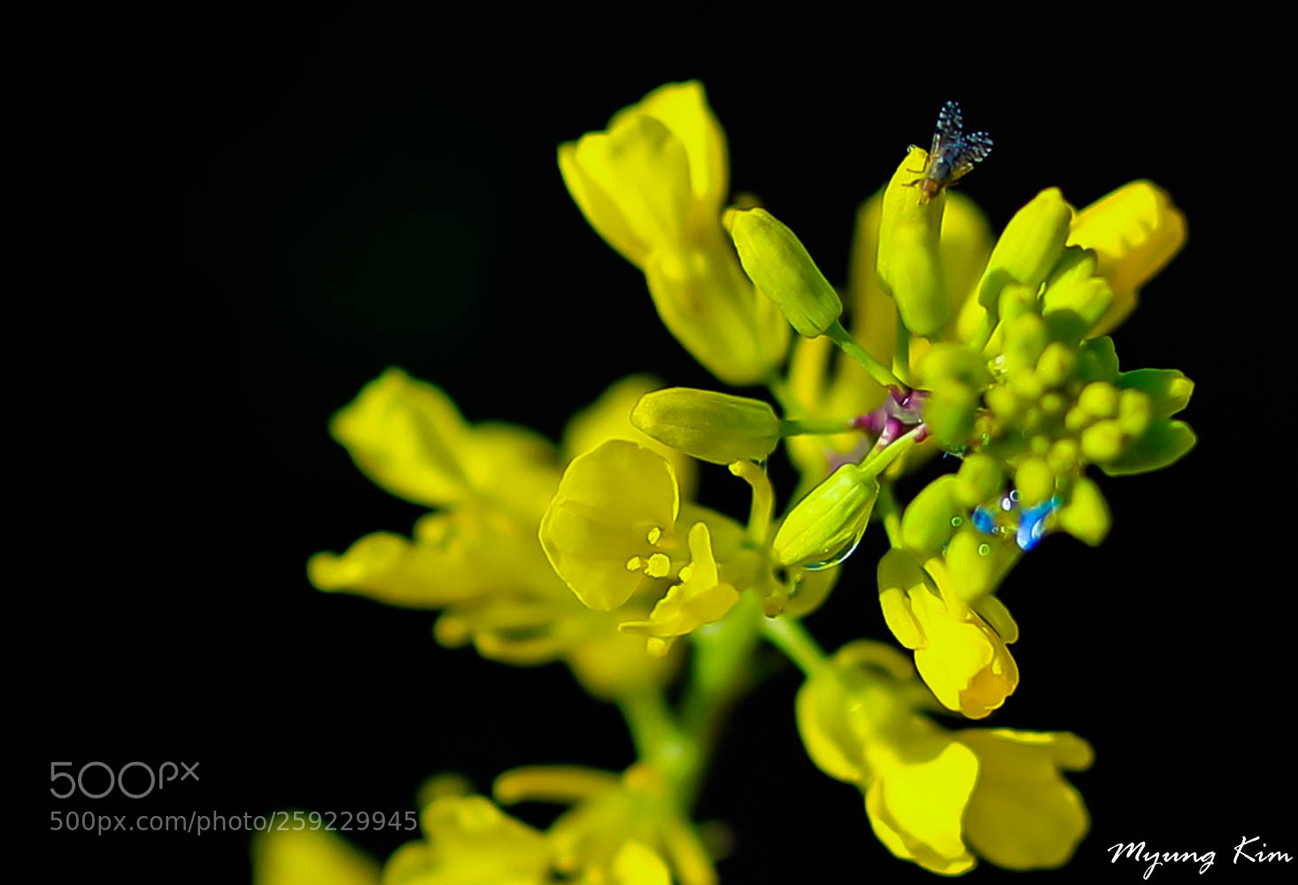 Canon EOS 5D Mark IV sample photo. Pa photography