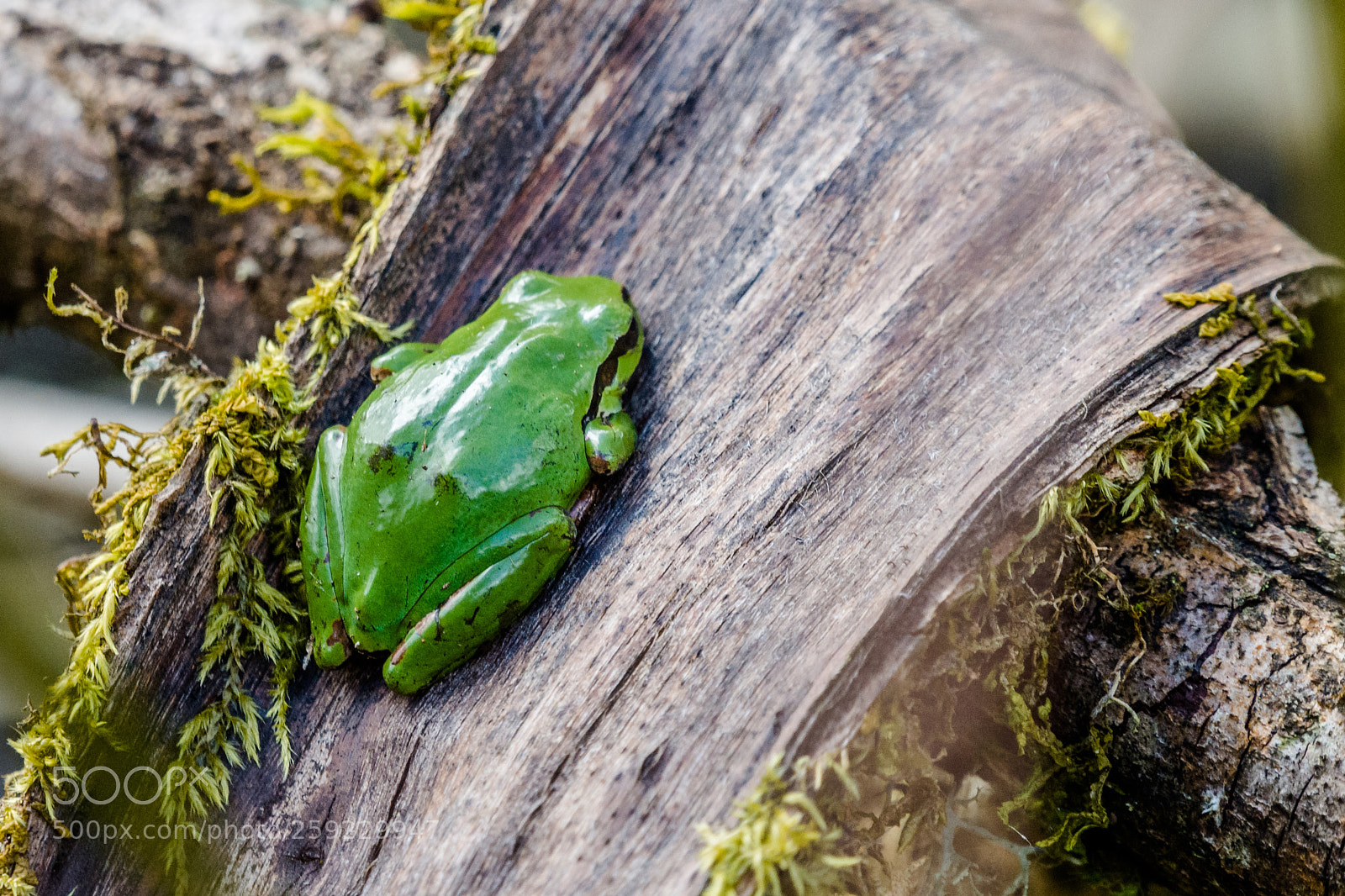 Nikon D7200 sample photo. Tree frog photography