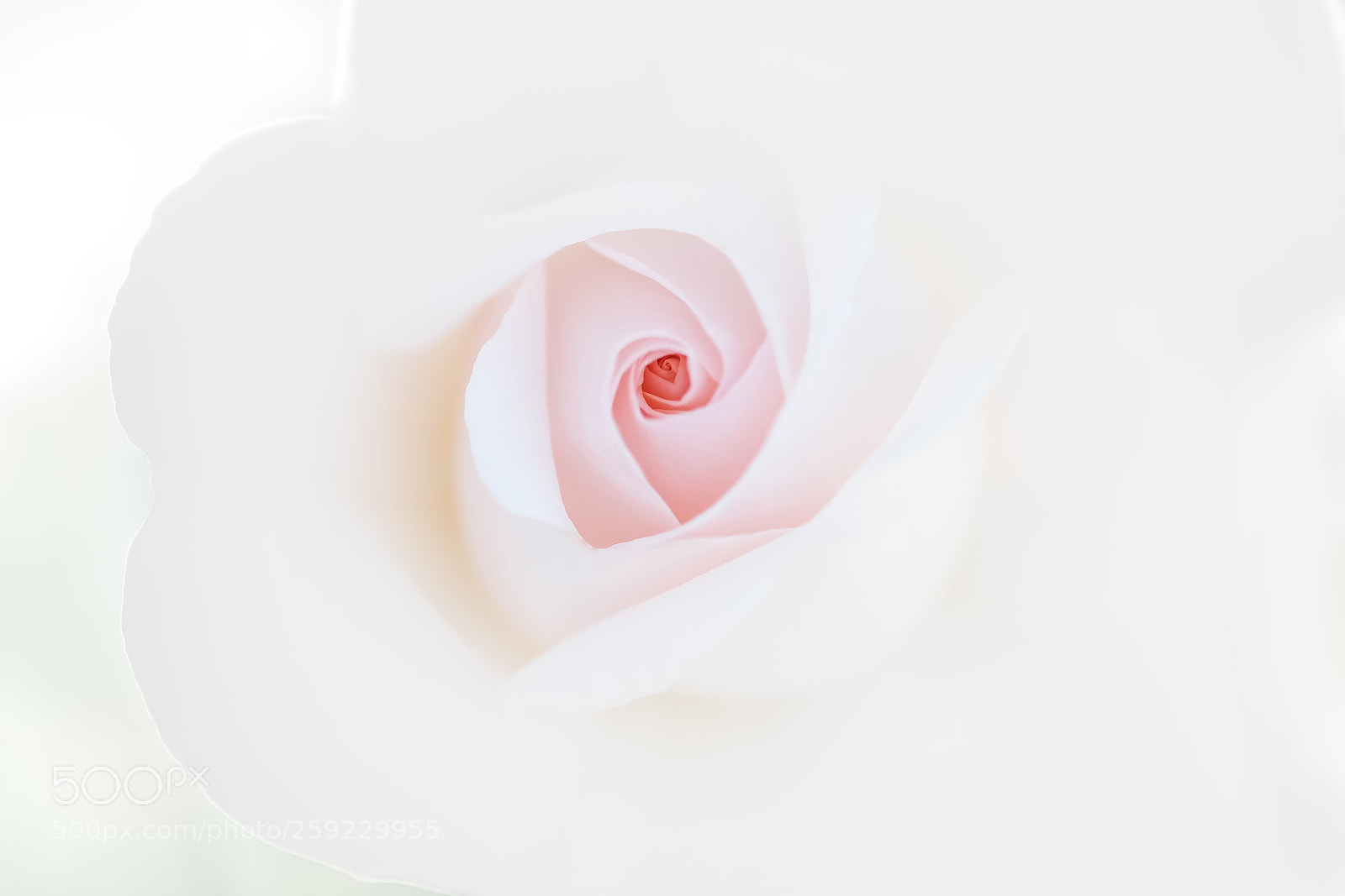 Fujifilm X-Pro2 sample photo. Sweet love photography