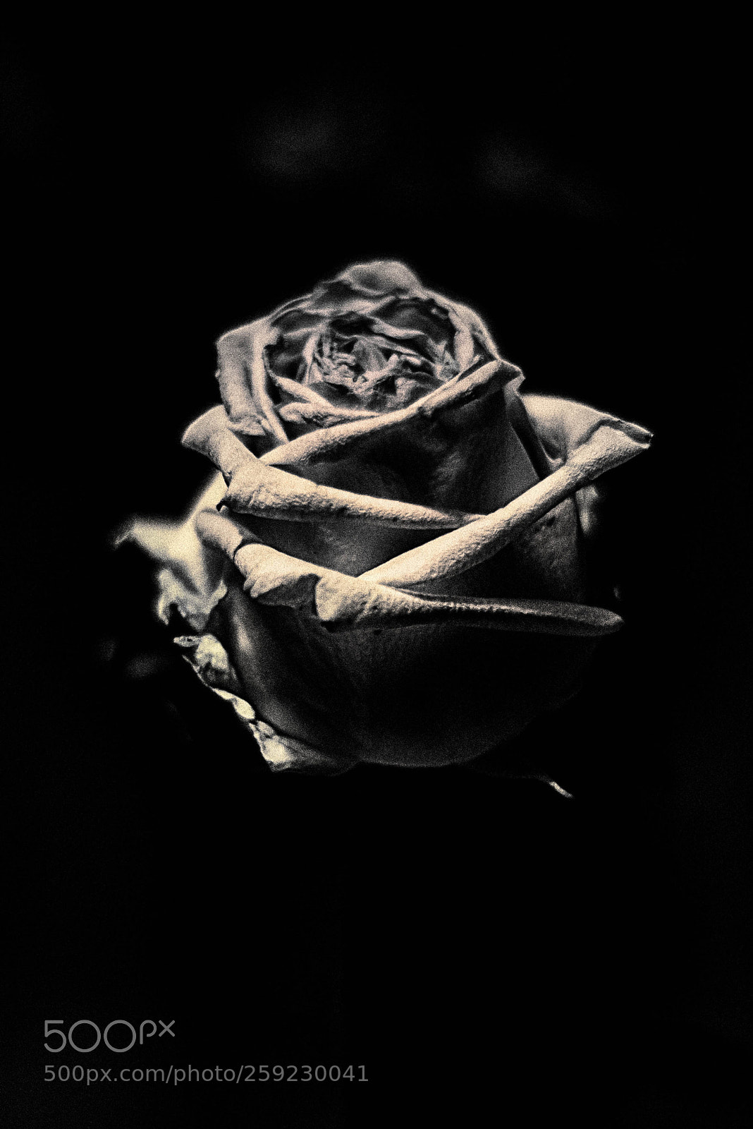 Nikon D750 sample photo. Black rose photography